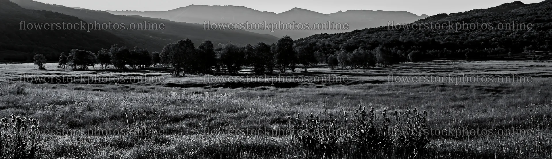 Dewy meadow with trees and mountains in the background – flower stock photos 14762x4268