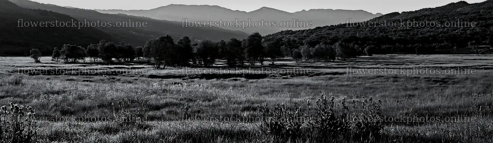 Dewy meadow with trees and mountains in the background – flower stock photos 14762x4268