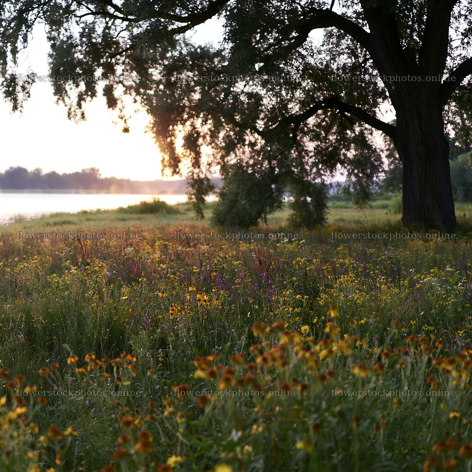 Lakeside meadow in Germany during sunset – flower stock photos 7938x7938