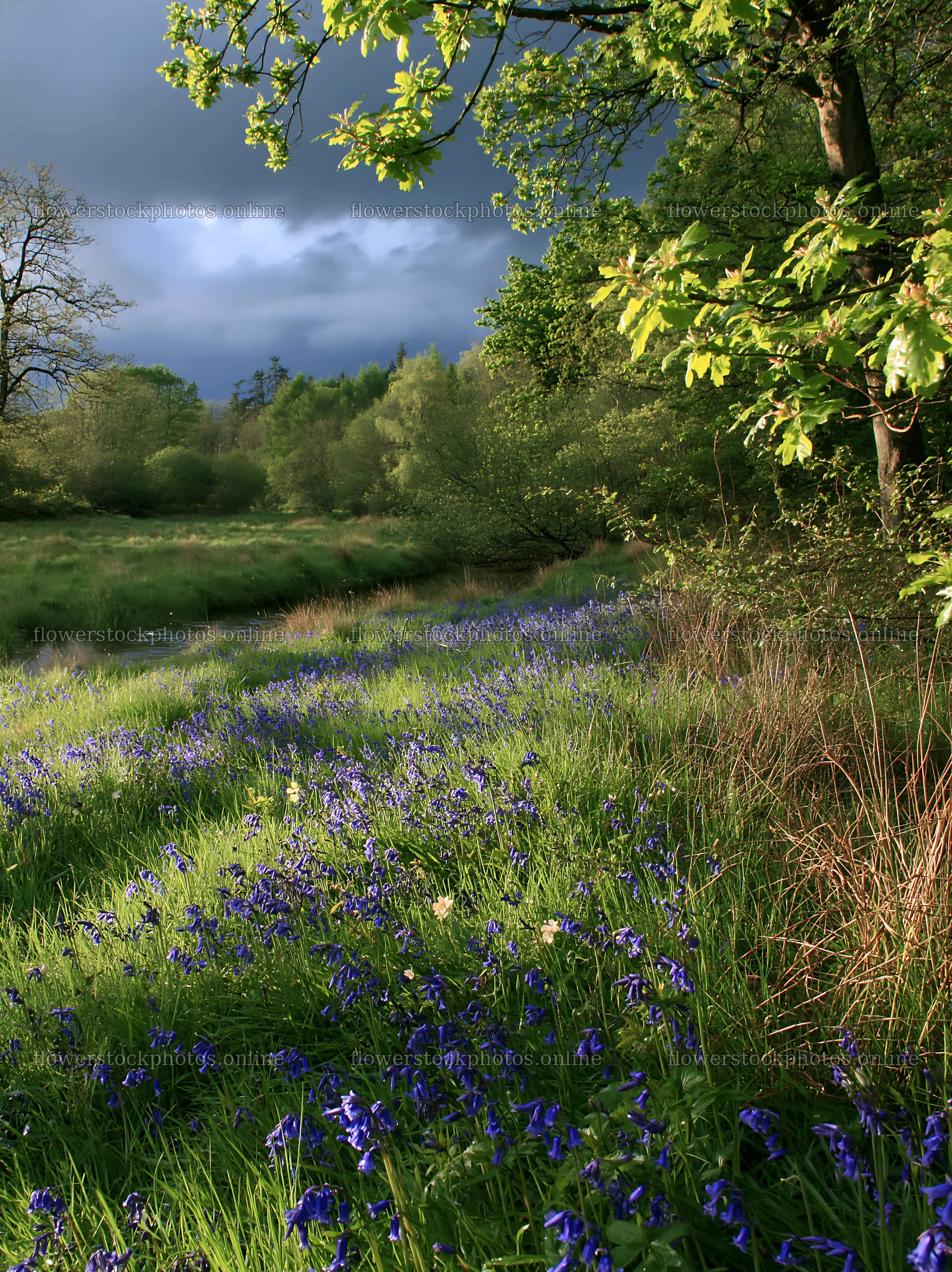 Woodland meadow flowers by stream under moody sky – flower stock photos 6866x9174