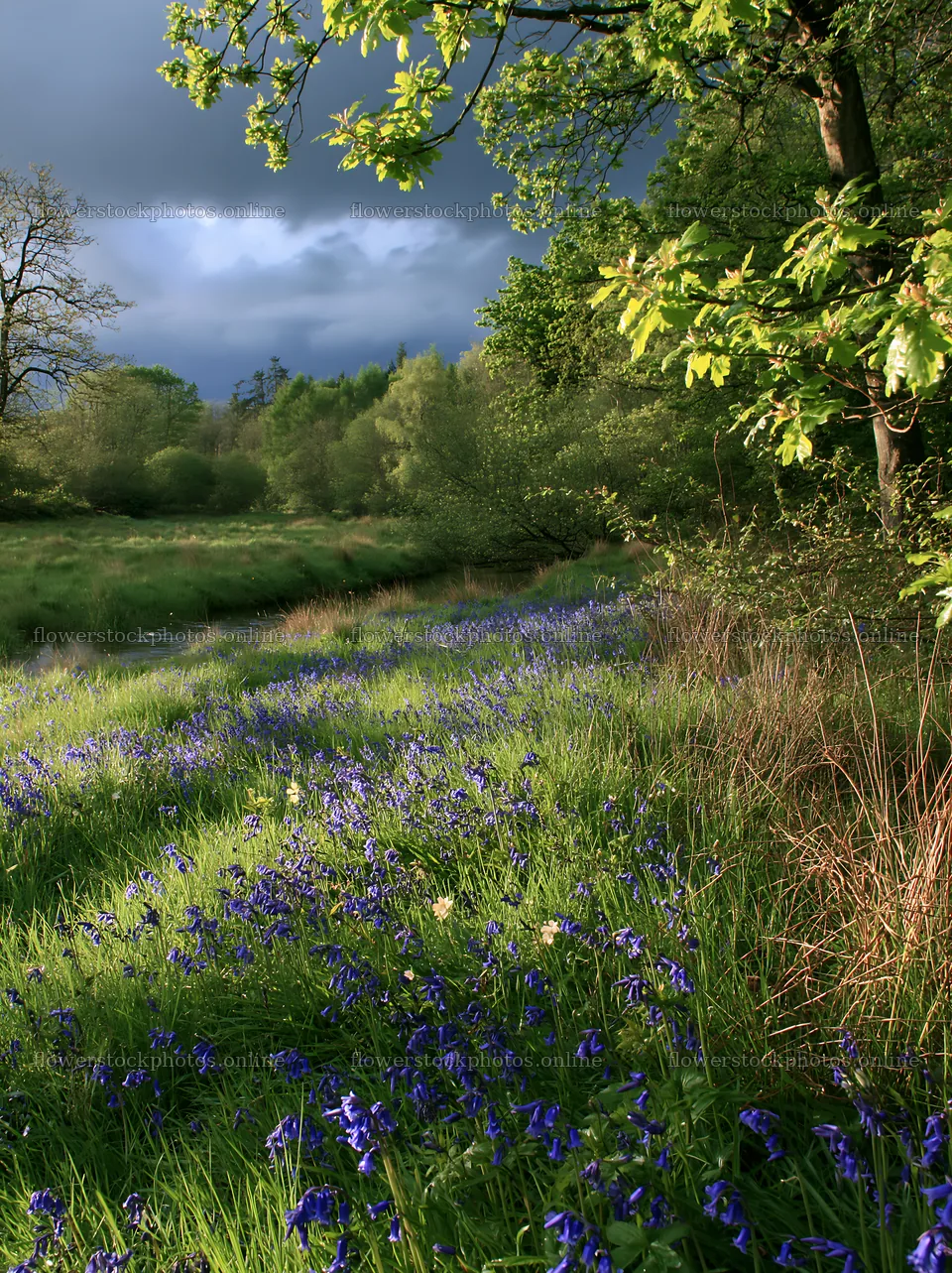 Woodland meadow flowers by stream under moody sky – flower stock photos 6866x9174