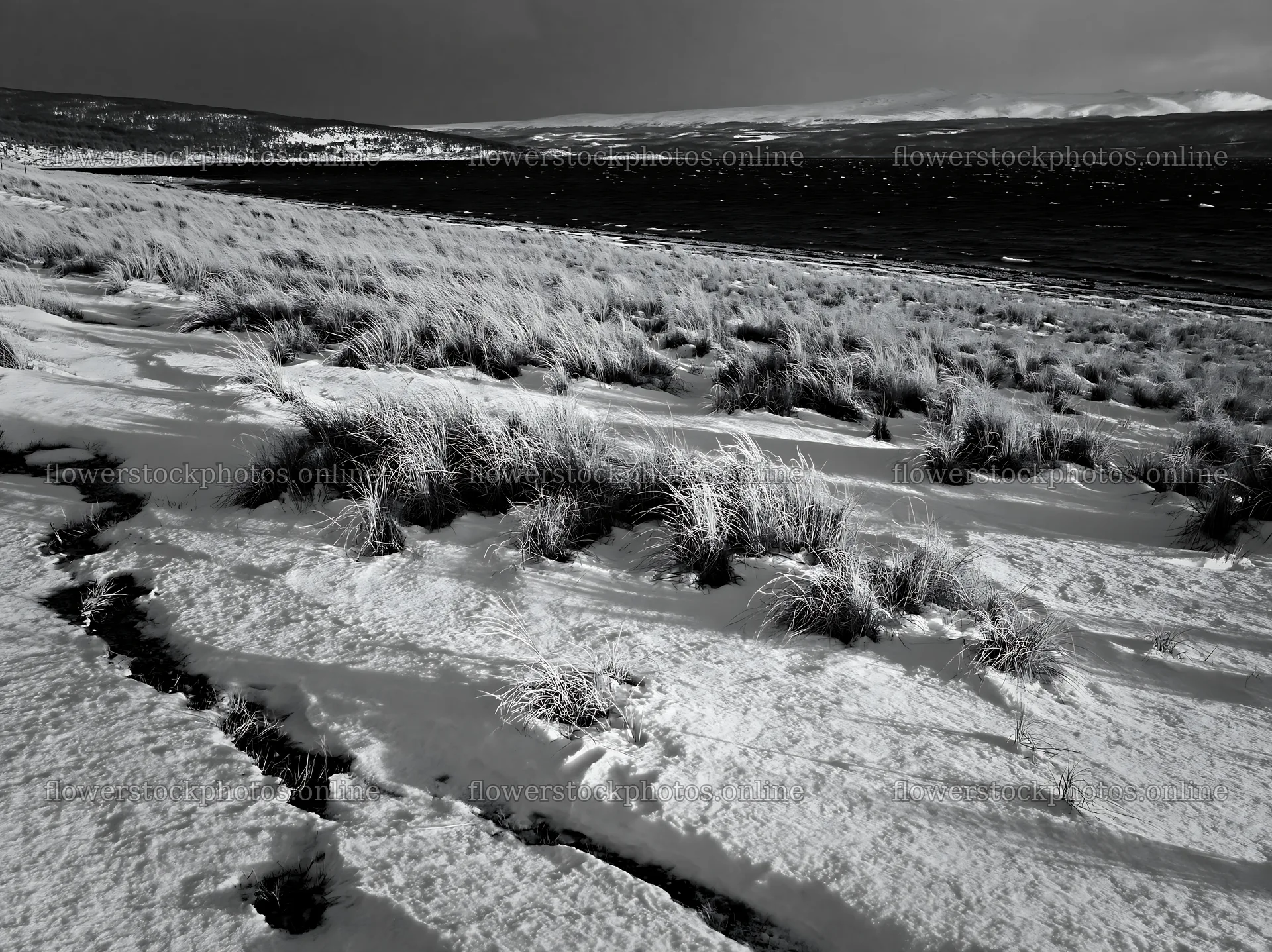 Snowy beach meadow with grass and water in black and white – flower stock photos 9174x6866