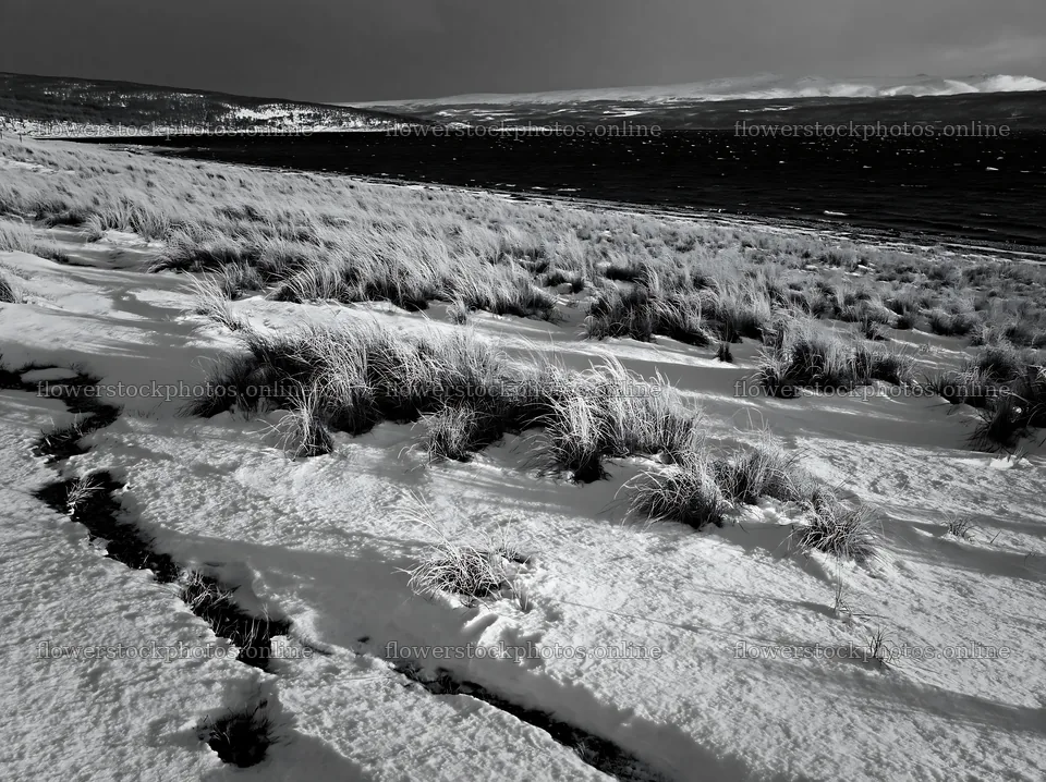 Snowy beach meadow with grass and water in black and white – flower stock photos 9174x6866