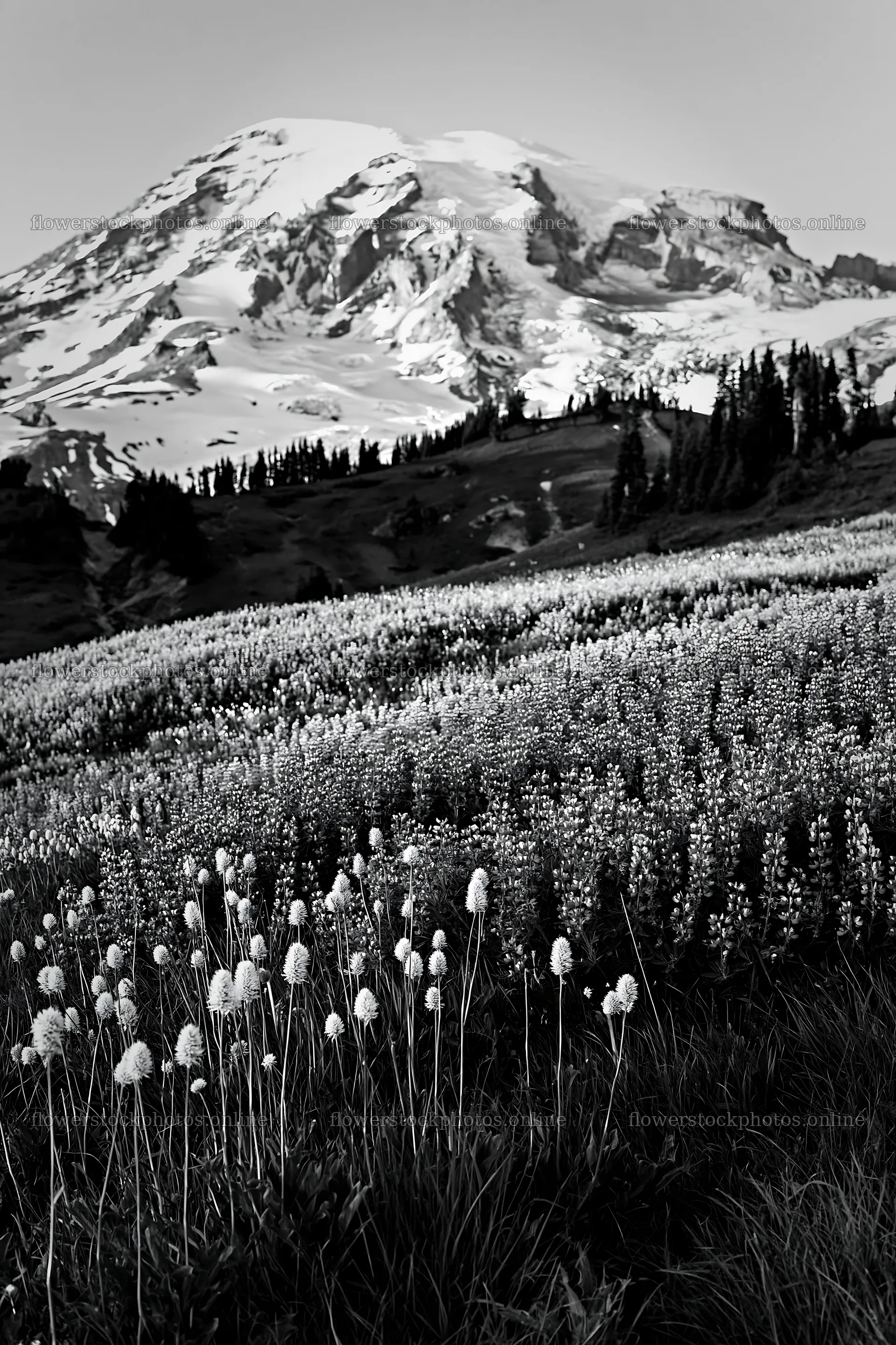 Mount Rainier wildflower meadow at sunrise with mountain backdrop – flower stock photos 6480x9722