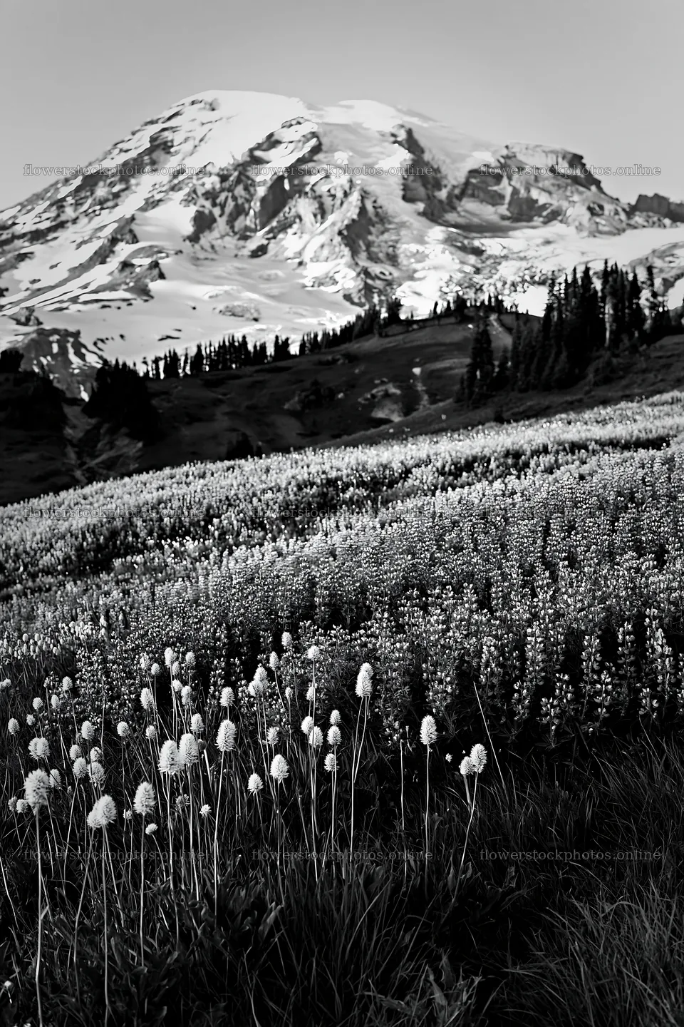Mount Rainier wildflower meadow at sunrise with mountain backdrop – flower stock photos 6480x9722