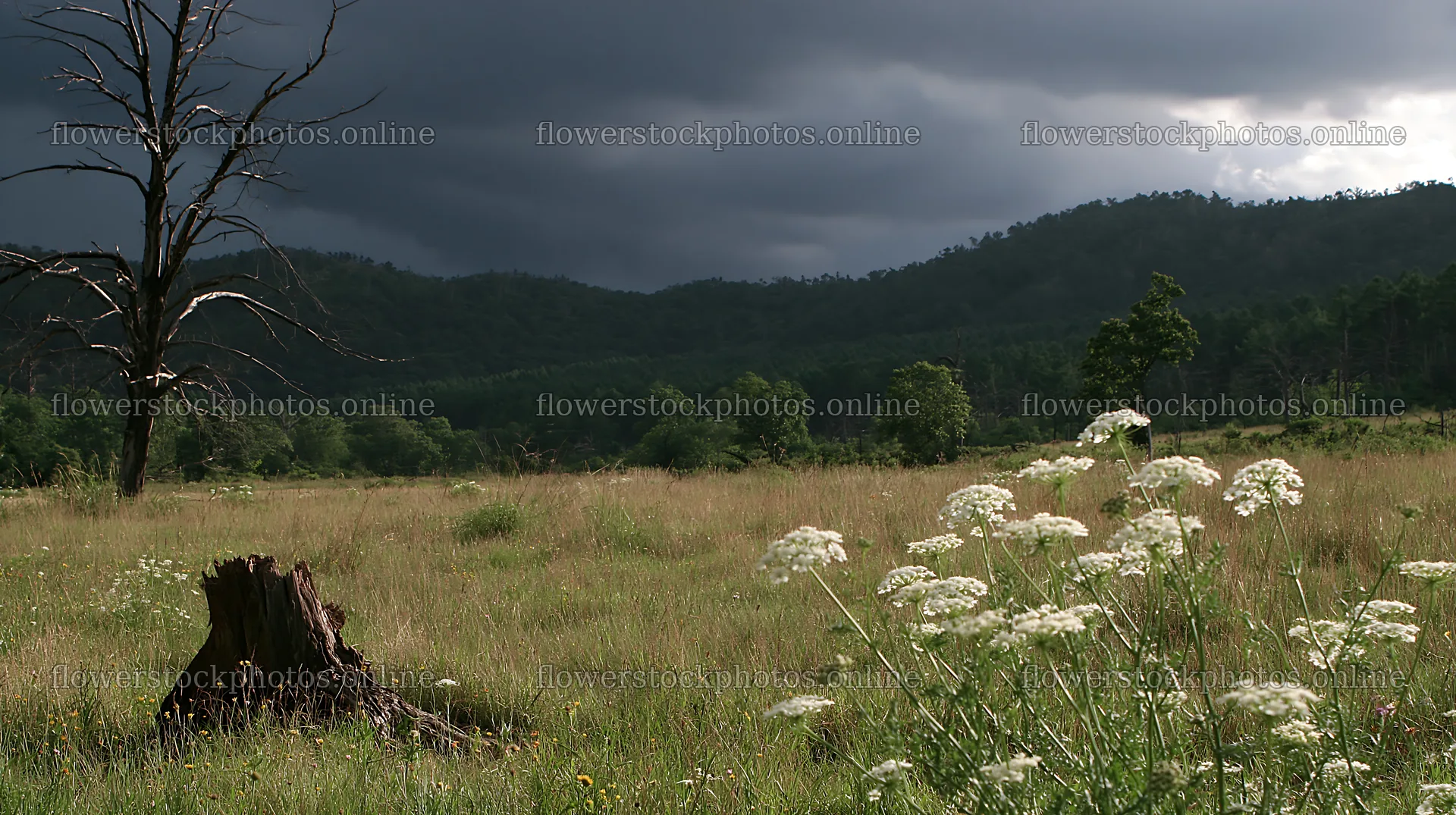 Fukushima native meadow with weathered stump under dark clouds – flower stock photos 10608x5938