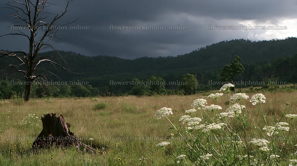 Fukushima native meadow with weathered stump under dark clouds – flower stock photos 10608x5938