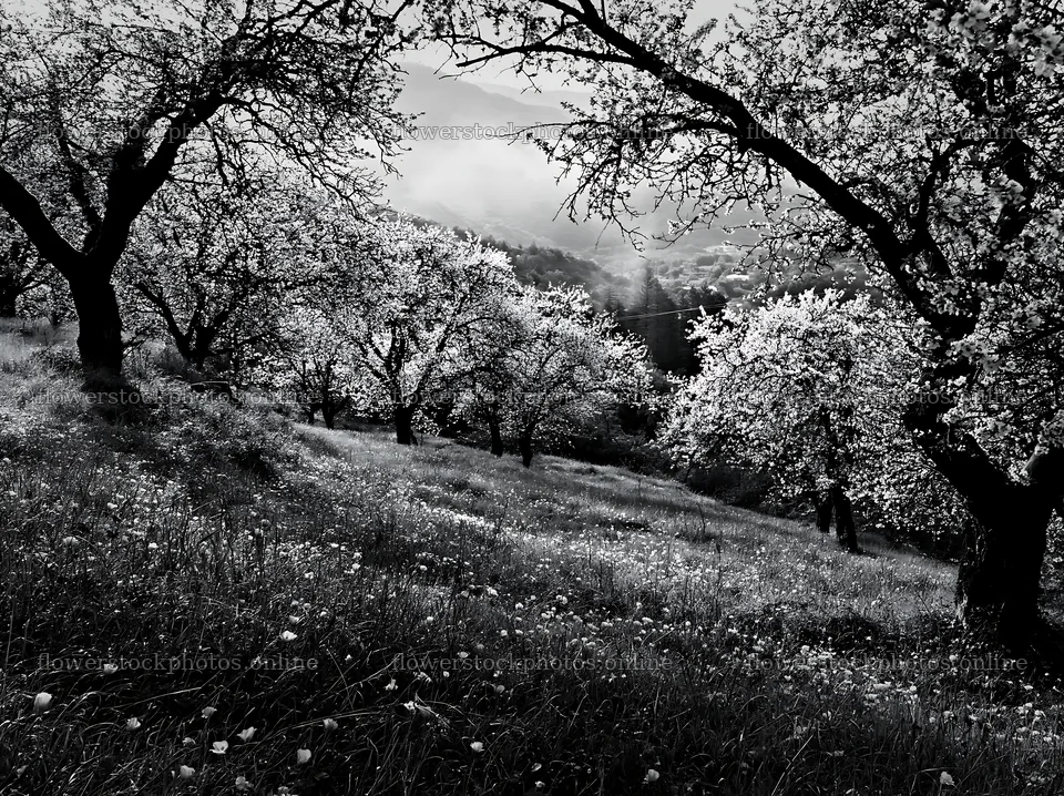 Spring orchard meadow with blooming trees and flowers – flower stock photos 9174x6866