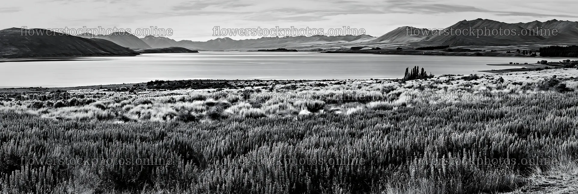 Lupine meadow panorama at Lake Tekapo in black and white – flower stock photos 13690x4602