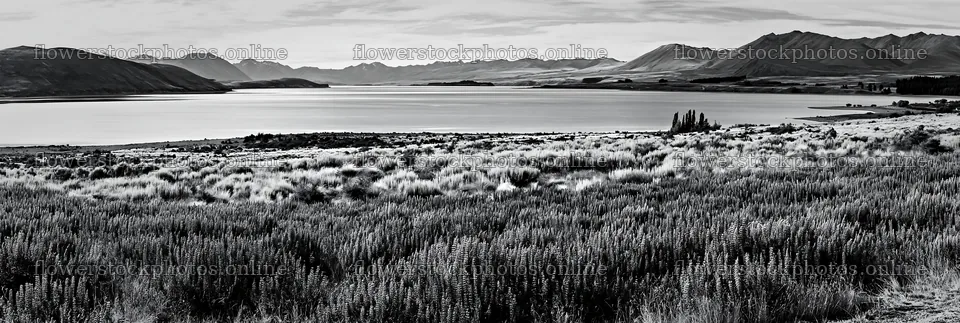 Lupine meadow panorama at Lake Tekapo in black and white – flower stock photos 13690x4602