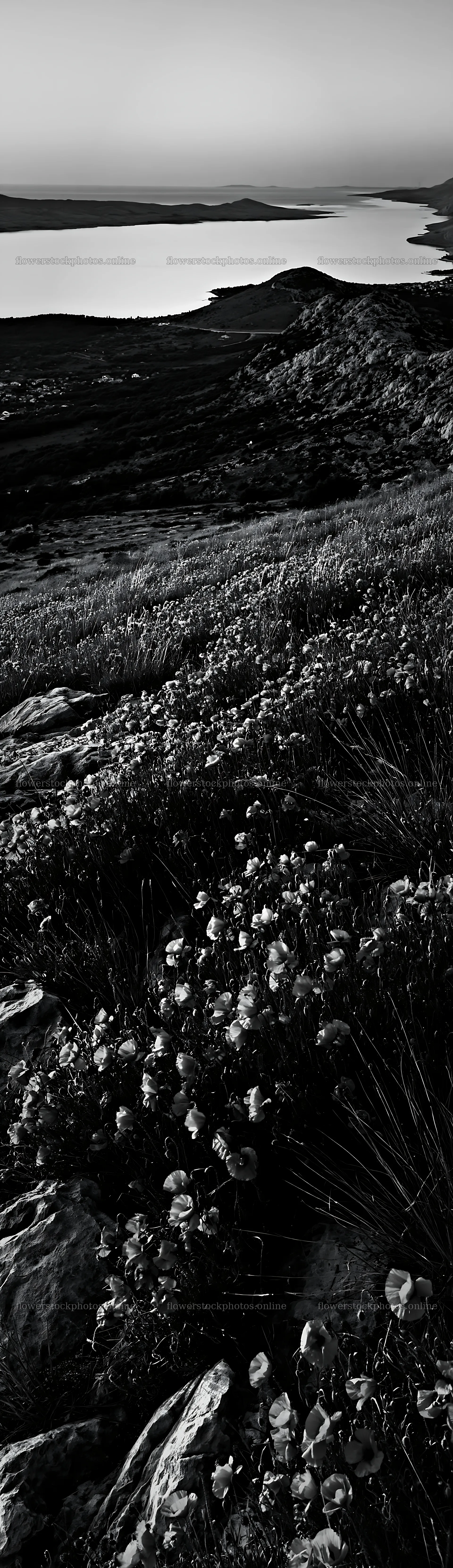 Croatian meadow above Adriatic coast under evening sky – flower stock photos 4268x14762