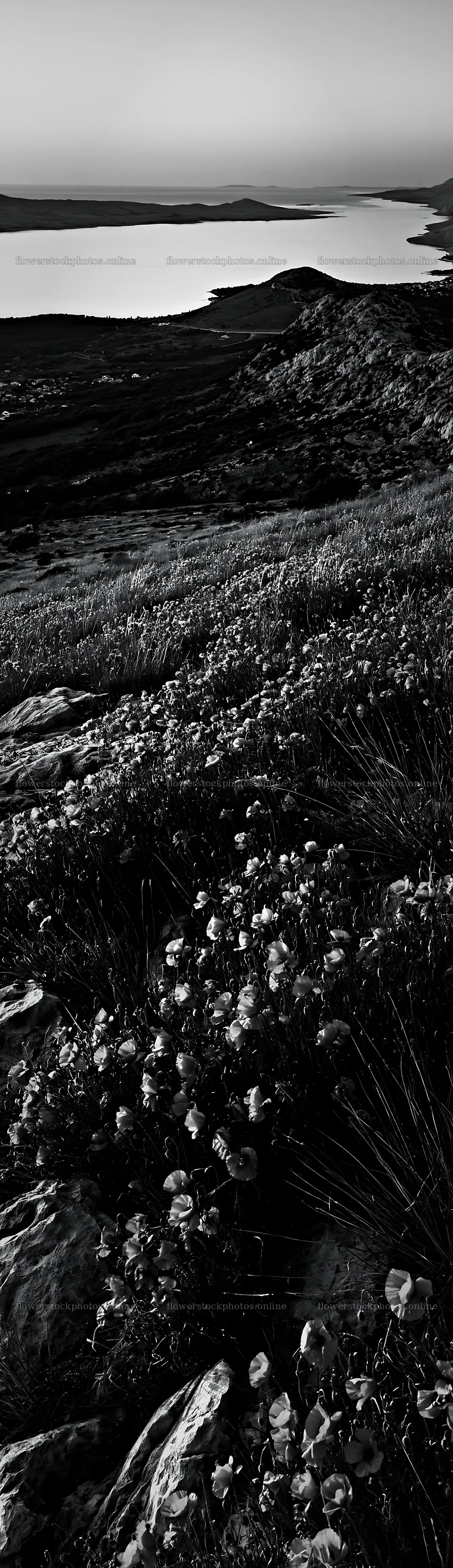 Croatian meadow above Adriatic coast under evening sky – flower stock photos 4268x14762