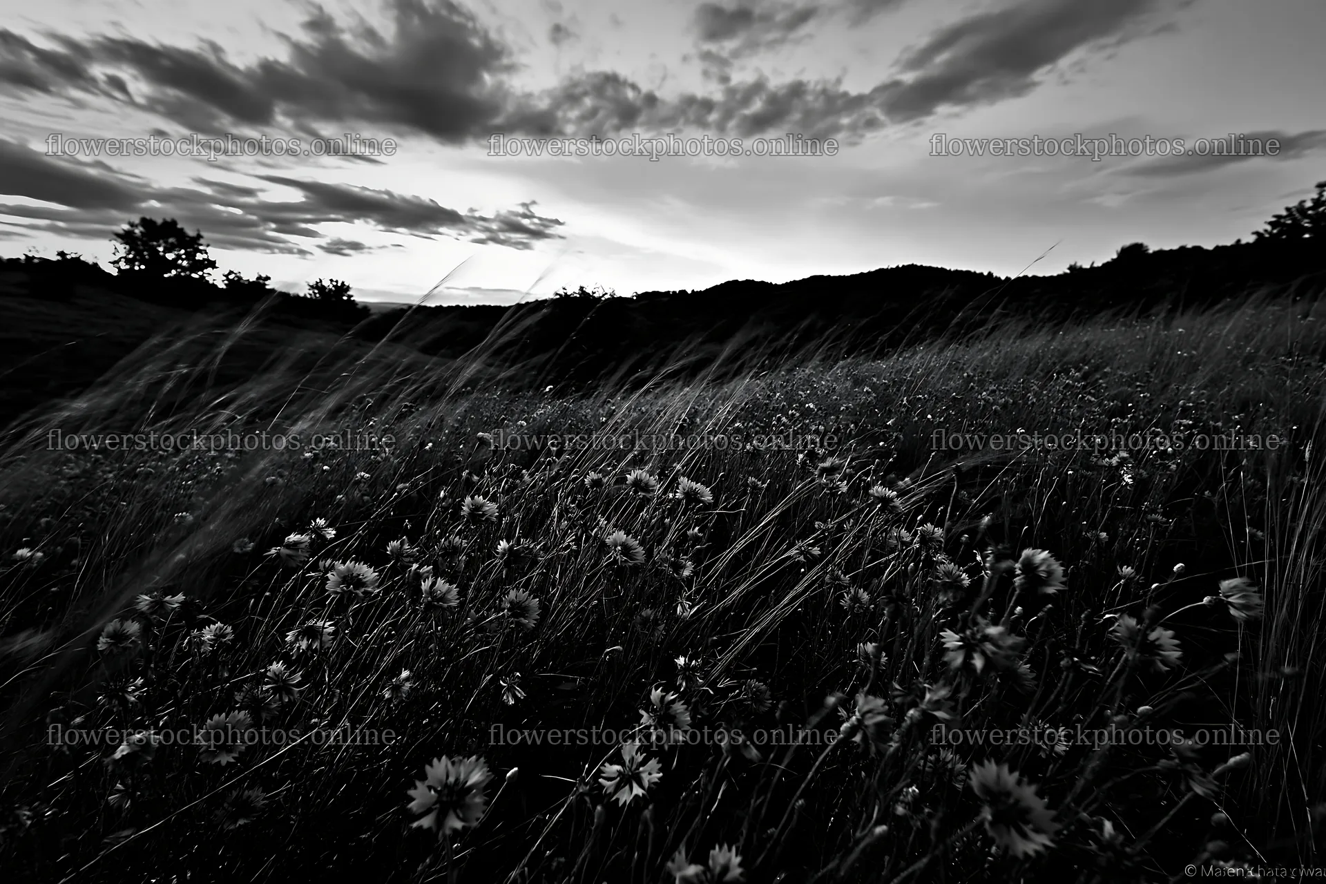 Hungarian meadow view along wooded valley at dusk – flower stock photos 9722x6480