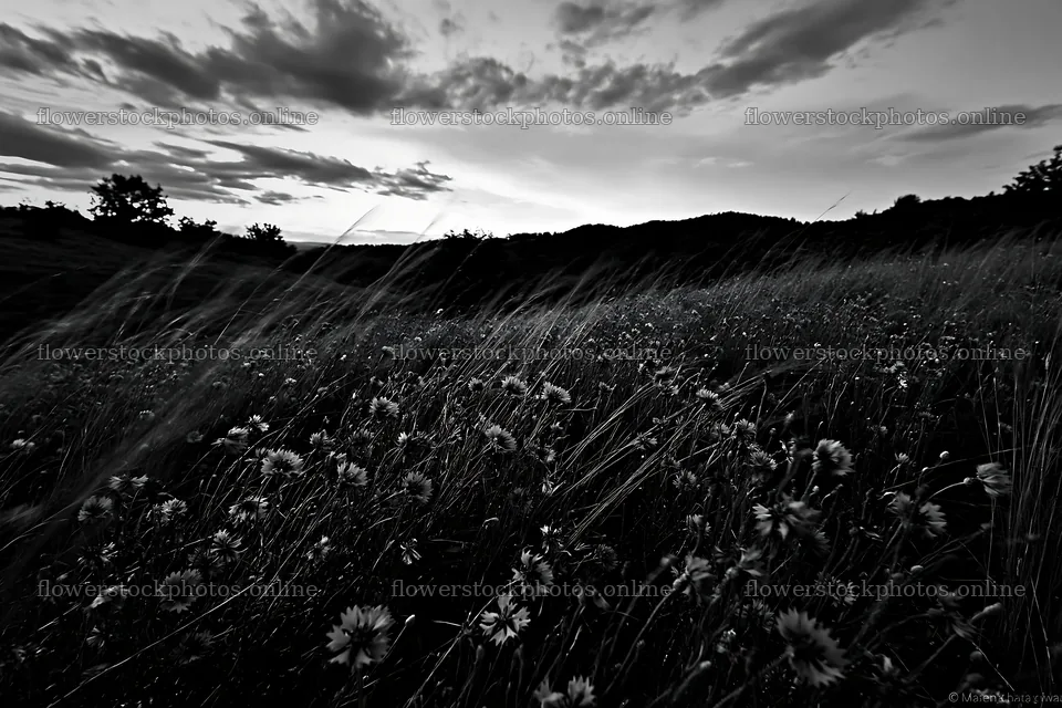 Hungarian meadow view along wooded valley at dusk – flower stock photos 9722x6480