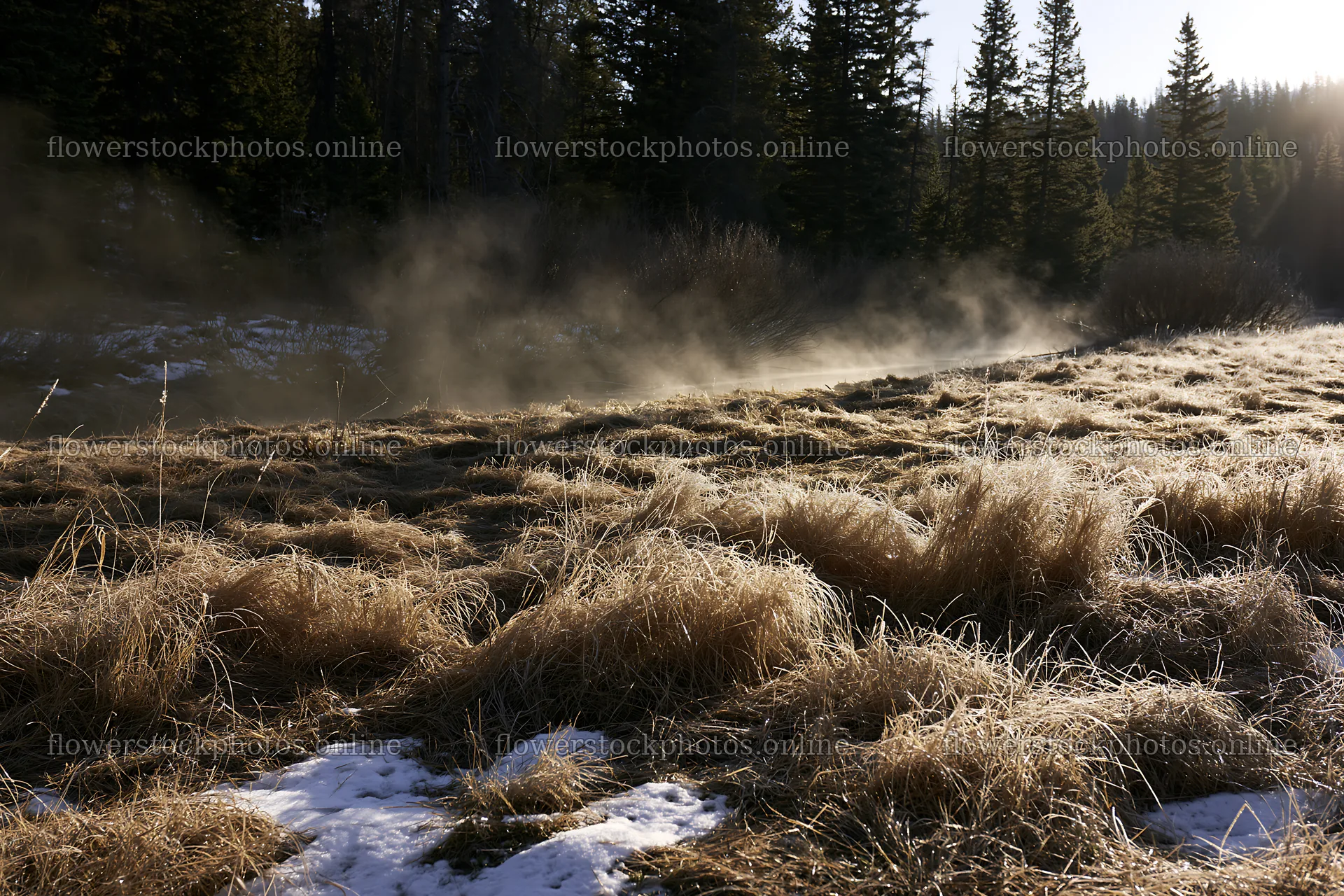Snowy Rocky Mountain Park meadow with grass and trees – flower stock photos 9722x6480