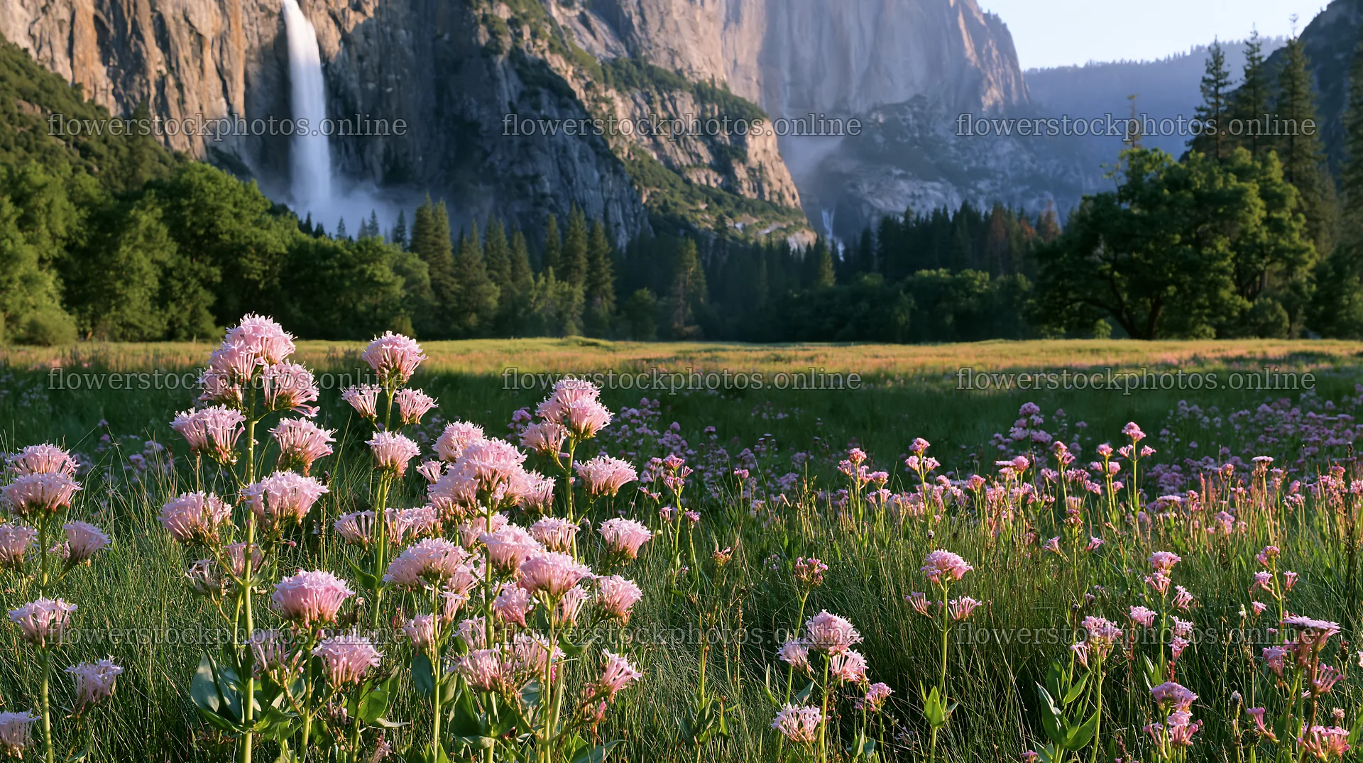 Summer wildflower meadow with waterfall in the background – flower stock photos 10608x5938