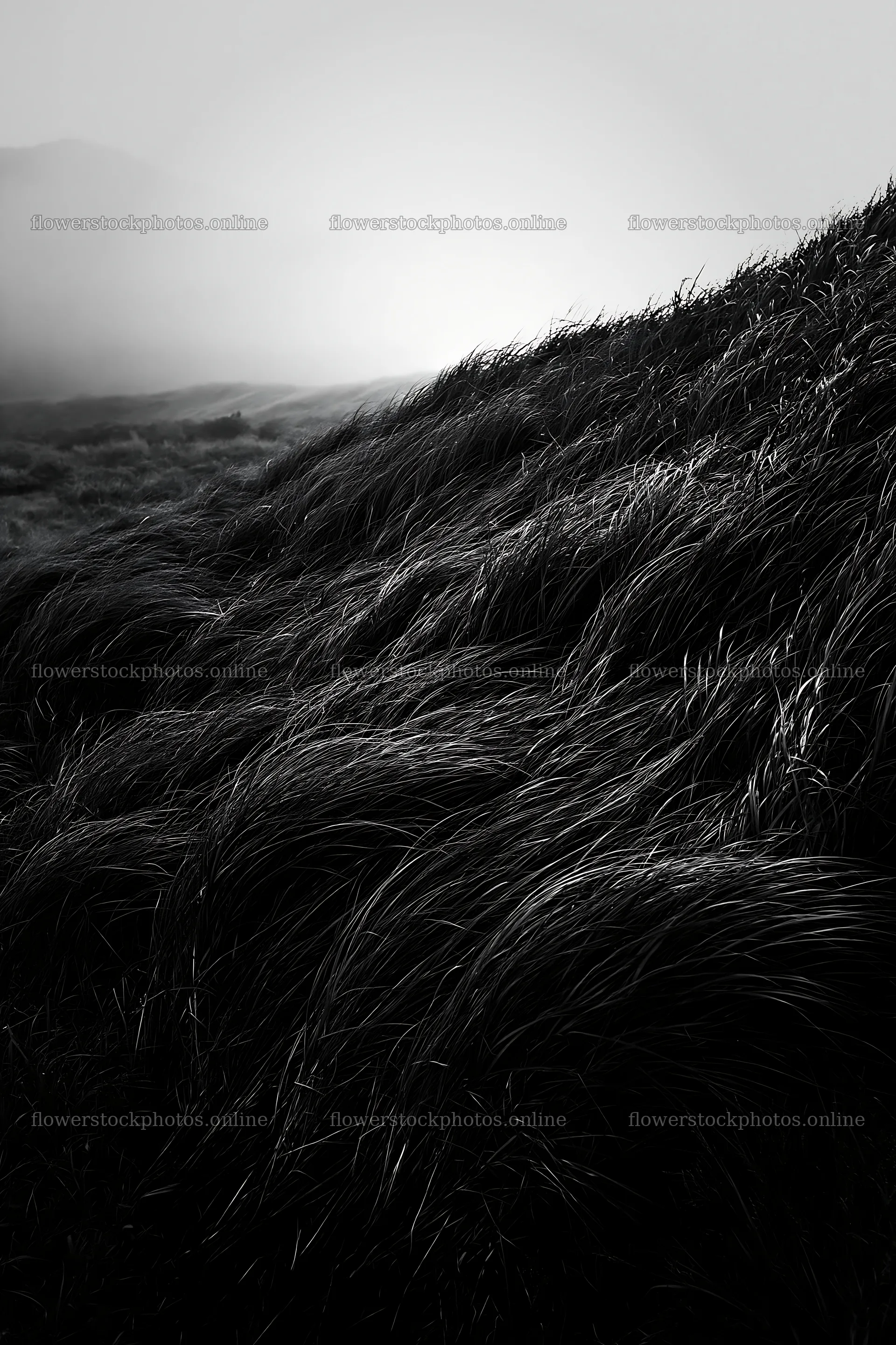 Tottori windy meadow with dune grasses swaying in the breeze – flower stock photos 6480x9722