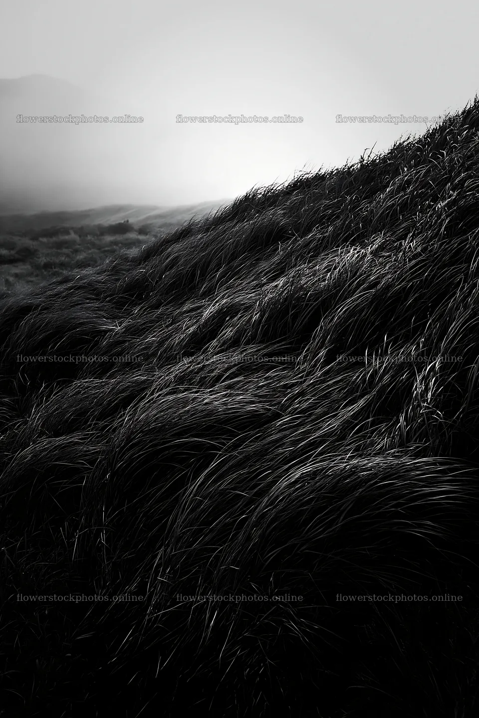 Tottori windy meadow with dune grasses swaying in the breeze – flower stock photos 6480x9722