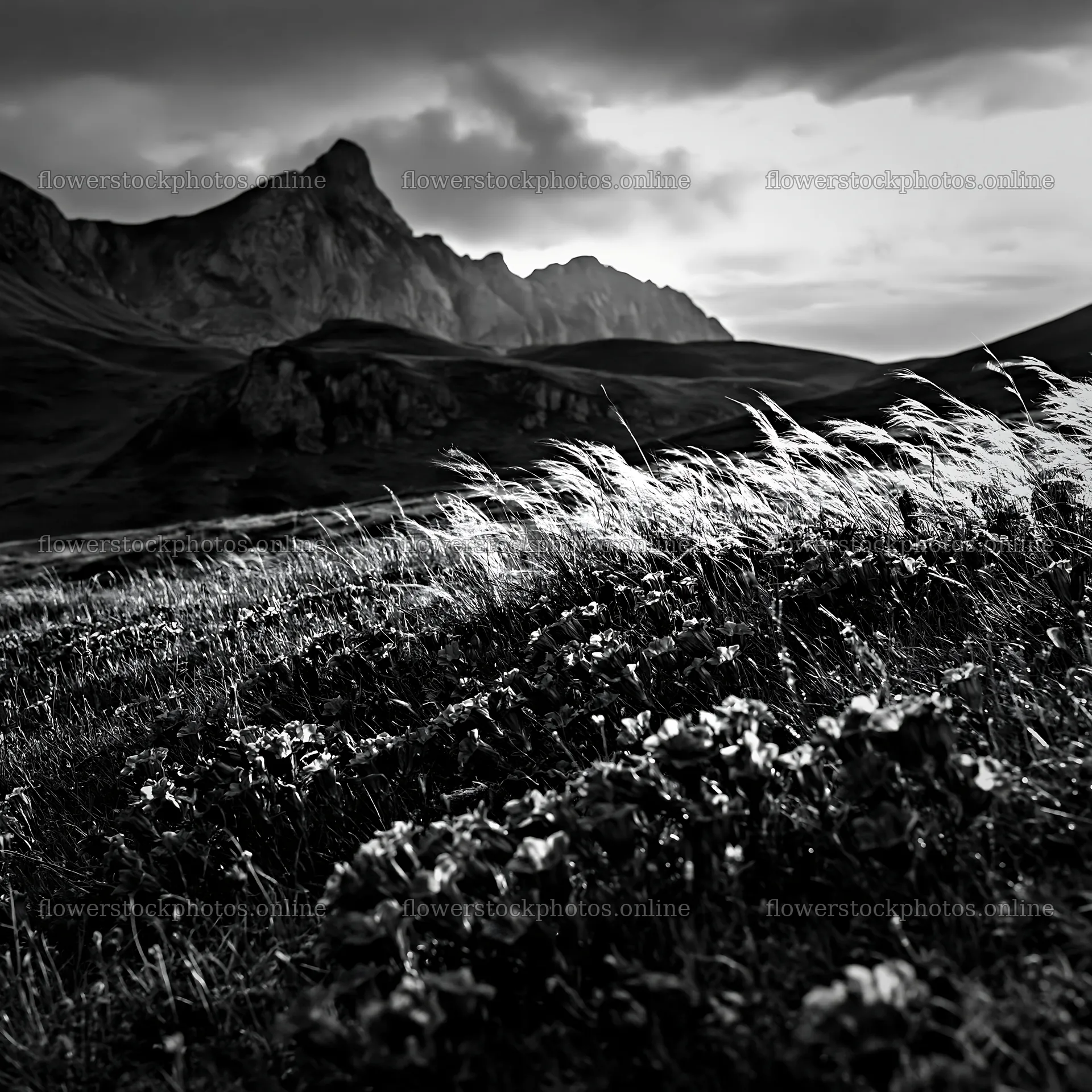 Meadow beneath crags during cloudy weather – flower stock photos 7938x7938