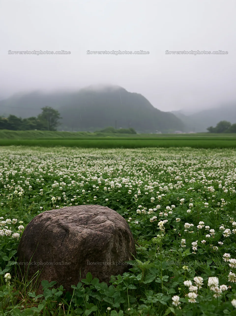 Hiroshima meadow with rocks and overcast sky during rain – flower stock photos 6866x9174
