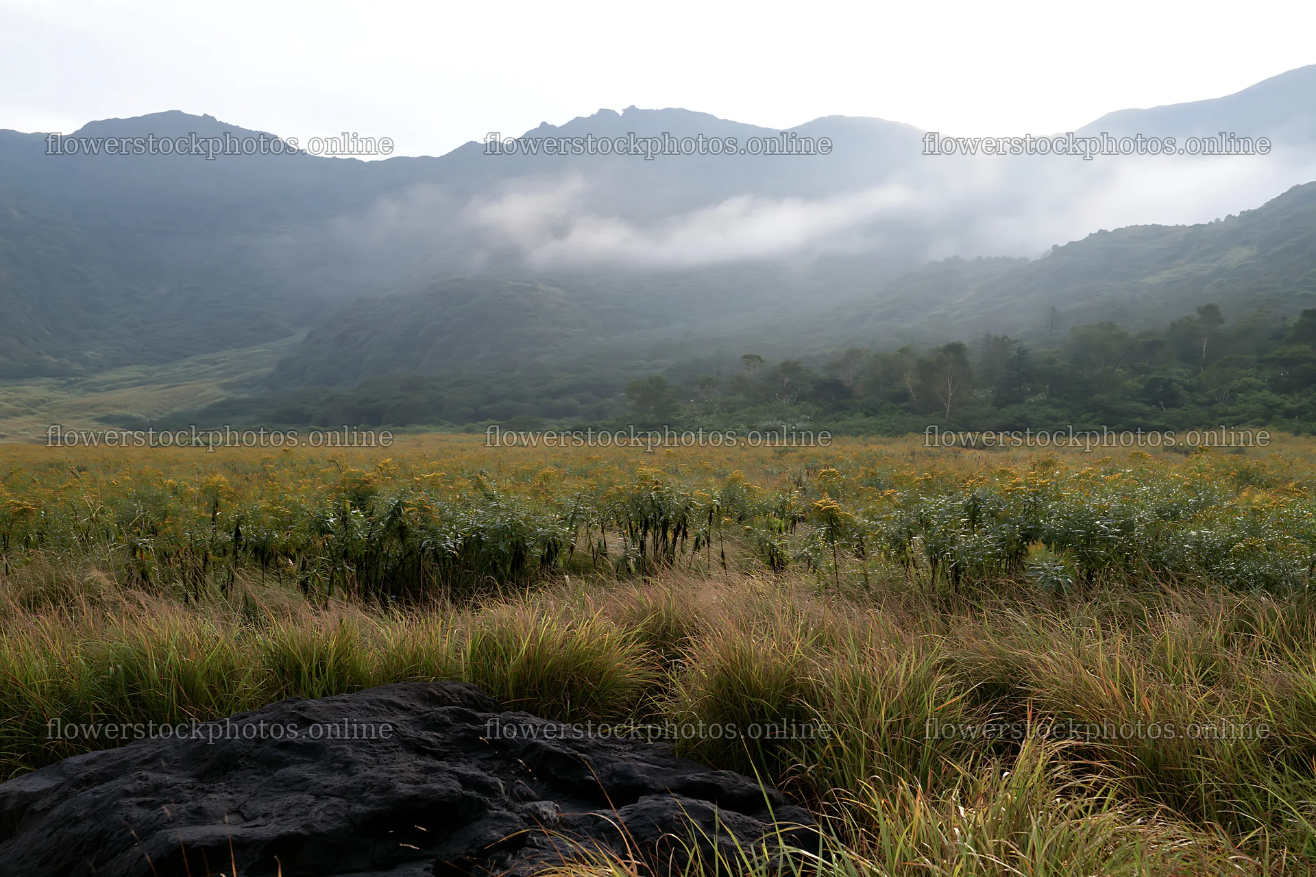 Kumamoto volcanic meadow with dark rocks and distant mountains – flower stock photos 9722x6480