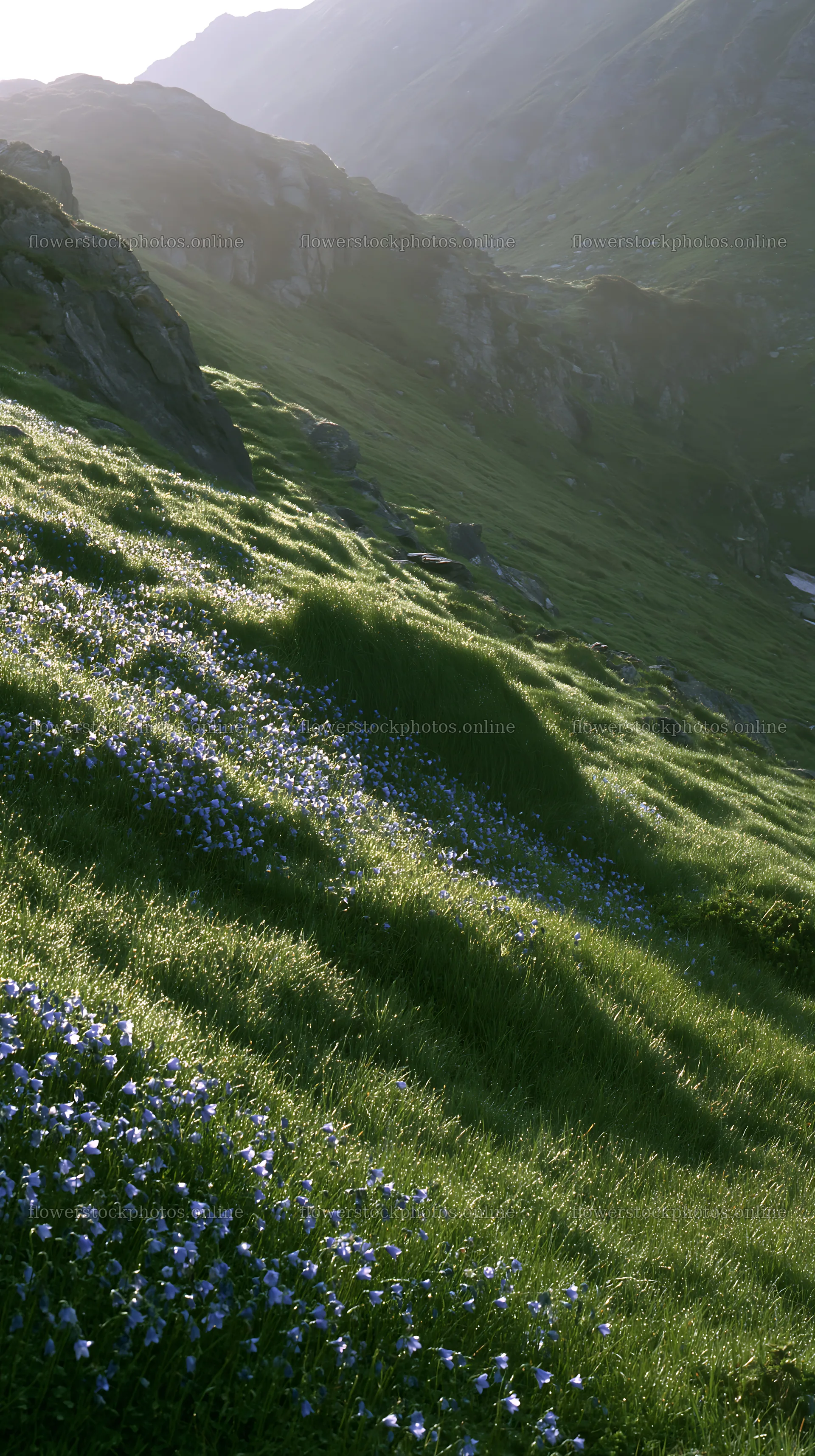 Dewy meadow filled with small blue flowers in morning light – flower stock photos 5938x10608