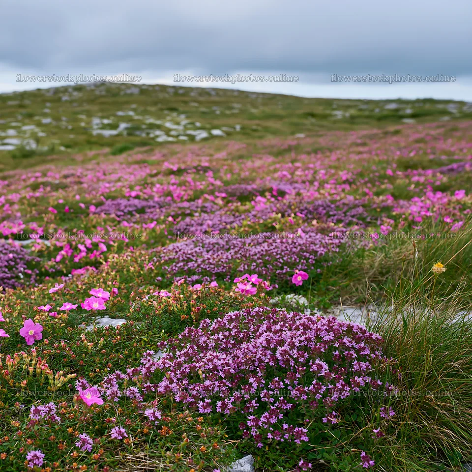 Cloudy meadow filled with wild thyme and colorful flowers – flower stock photos 7938x7938