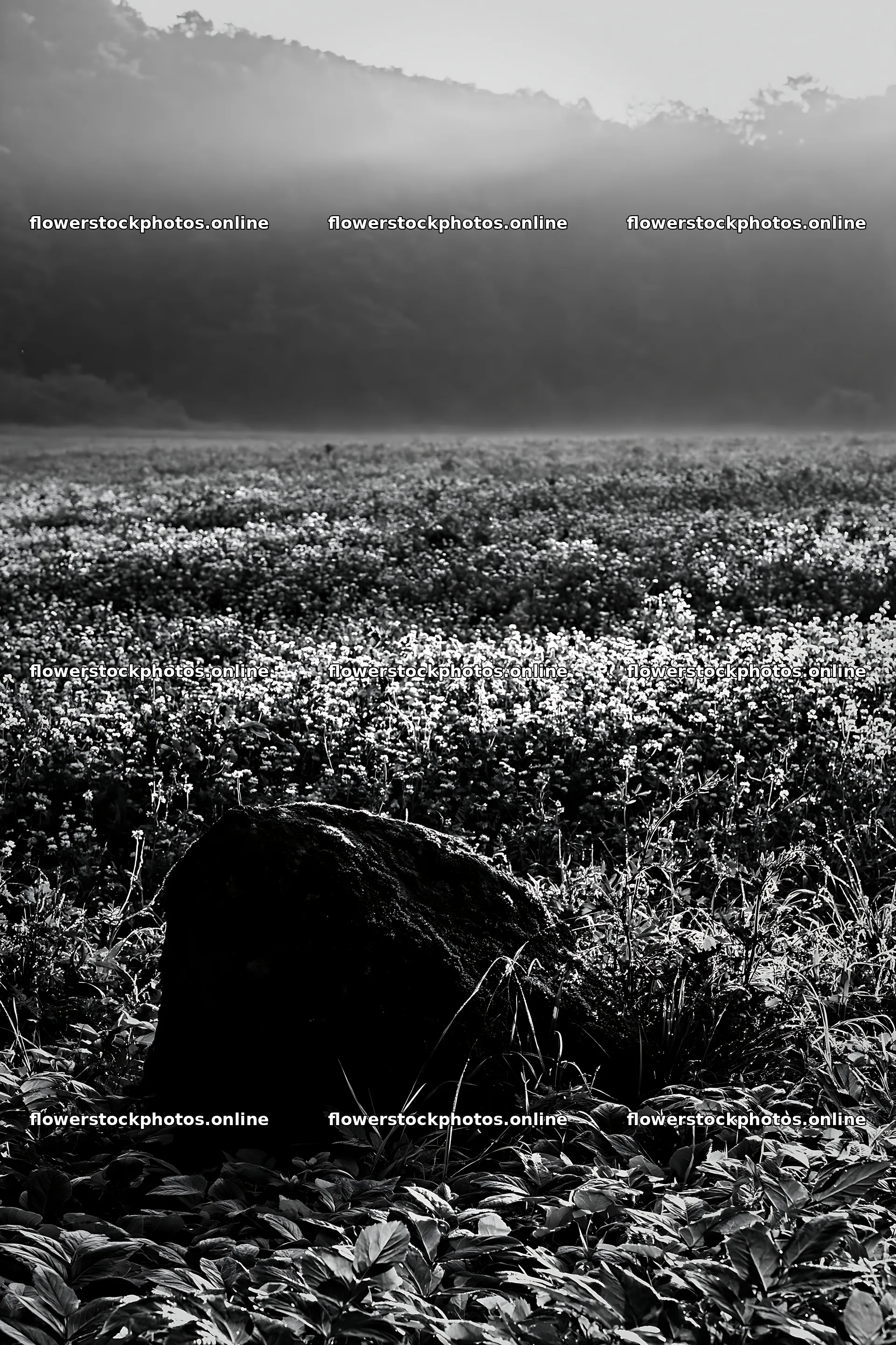 Miyagi spring recovery meadow mossy stone in a quiet field – flower stock photos 6480x9722