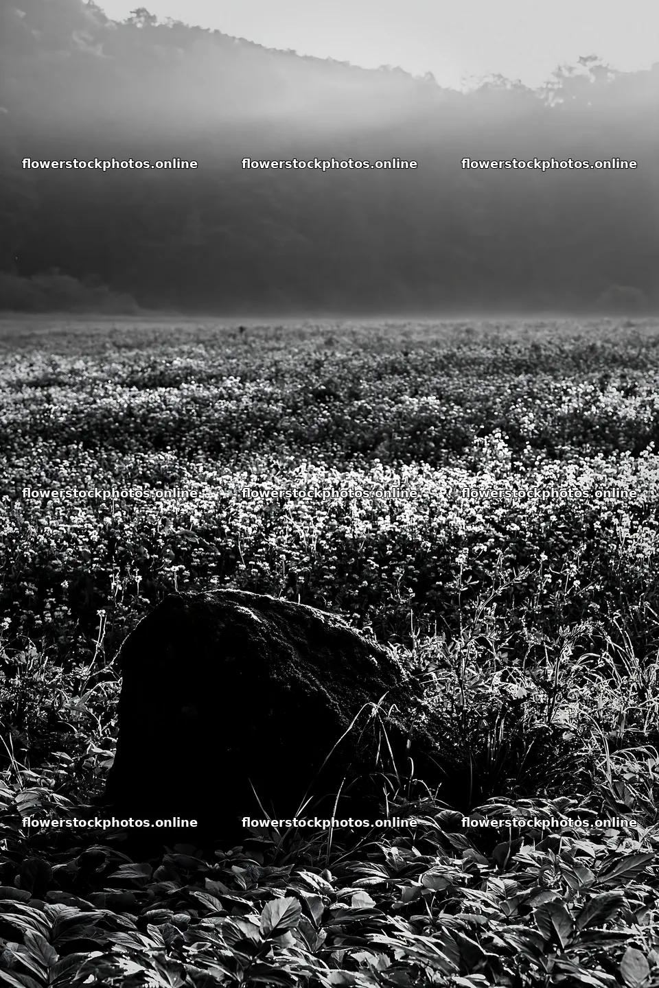 Miyagi spring recovery meadow mossy stone in a quiet field – flower stock photos 6480x9722