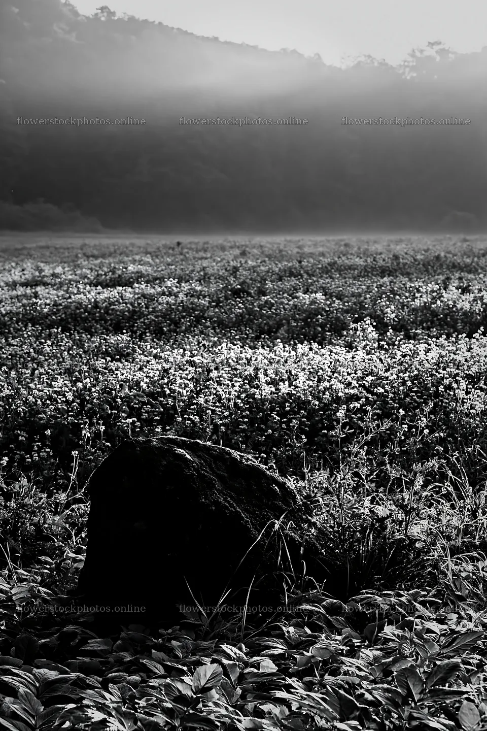 Miyagi spring recovery meadow mossy stone in a quiet field – flower stock photos 6480x9722