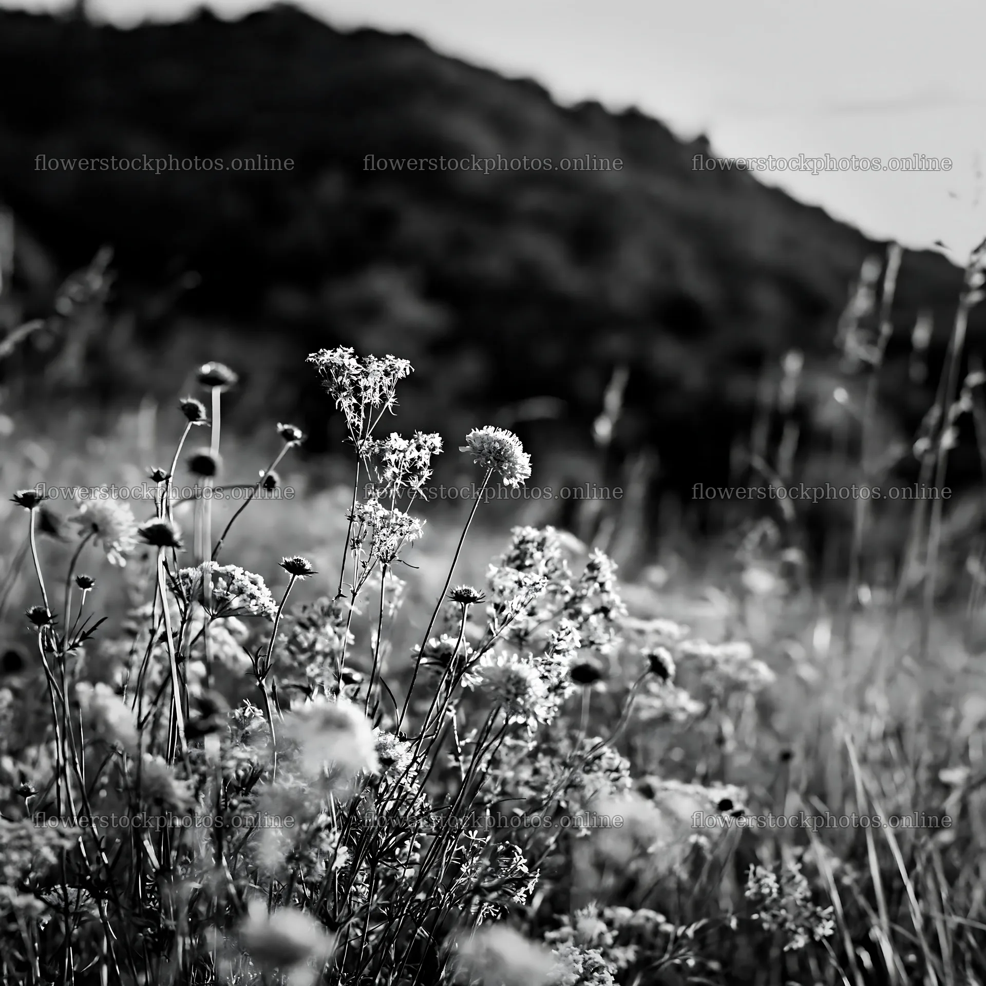 Hay meadows in Transylvania during summer with wildflowers – flower stock photos 7938x7938