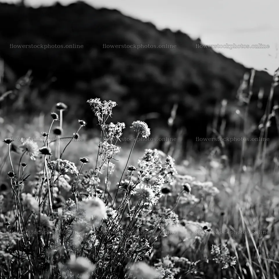 Hay meadows in Transylvania during summer with wildflowers – flower stock photos 7938x7938