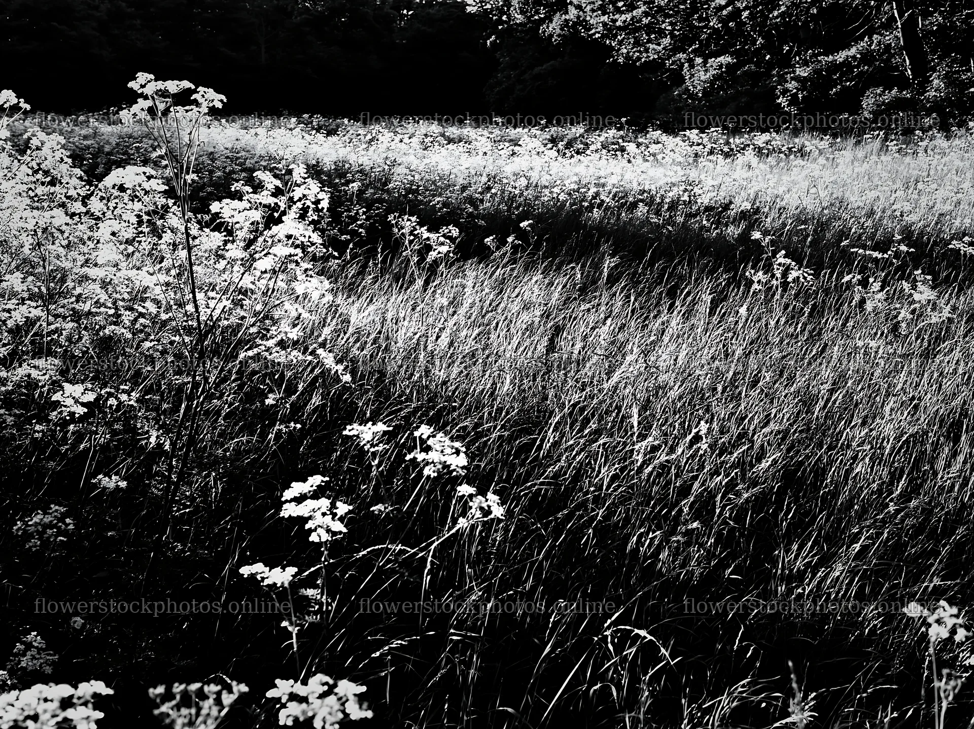 Cow parsley meadow in a field with tall grass – flower stock photos 9174x6866