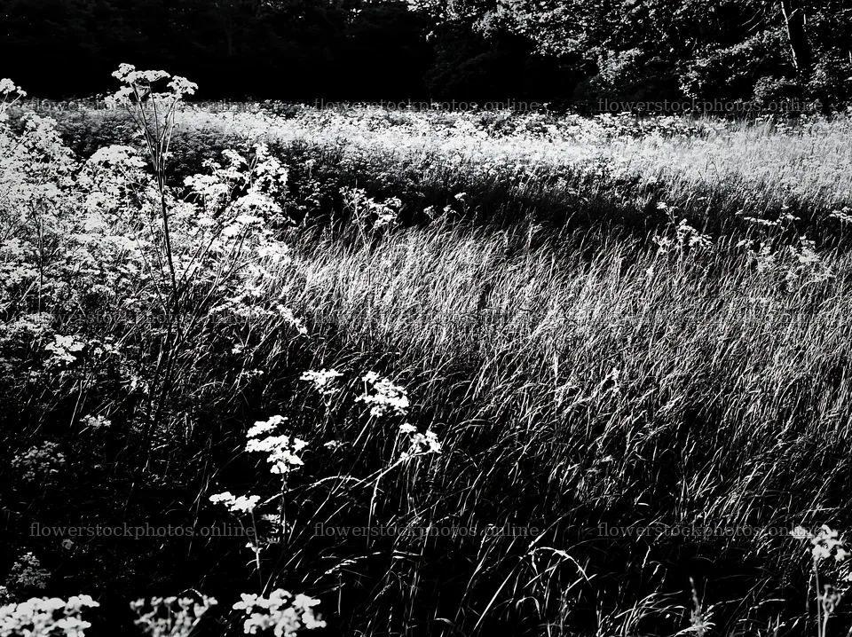 Cow parsley meadow in a field with tall grass – flower stock photos 9174x6866