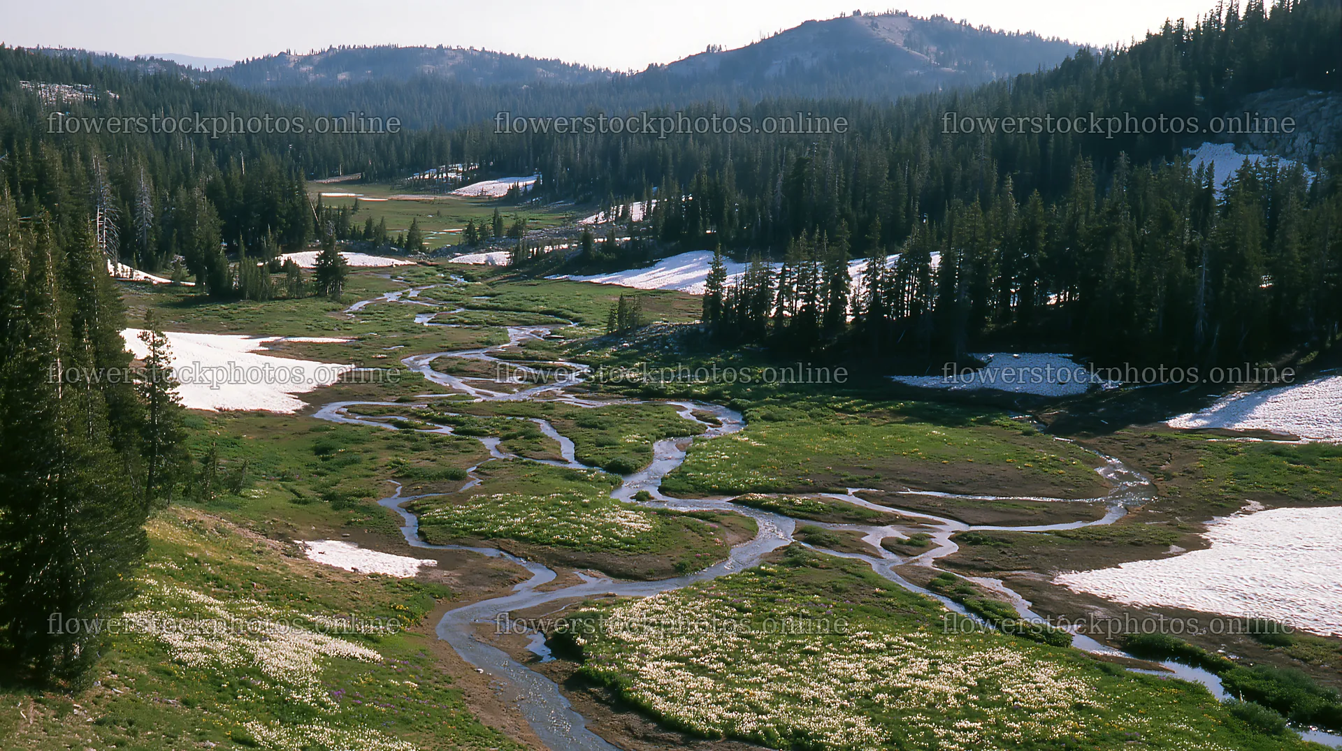 Aerial view of a snowy meadow valley with a winding stream – flower stock photos 10608x5938