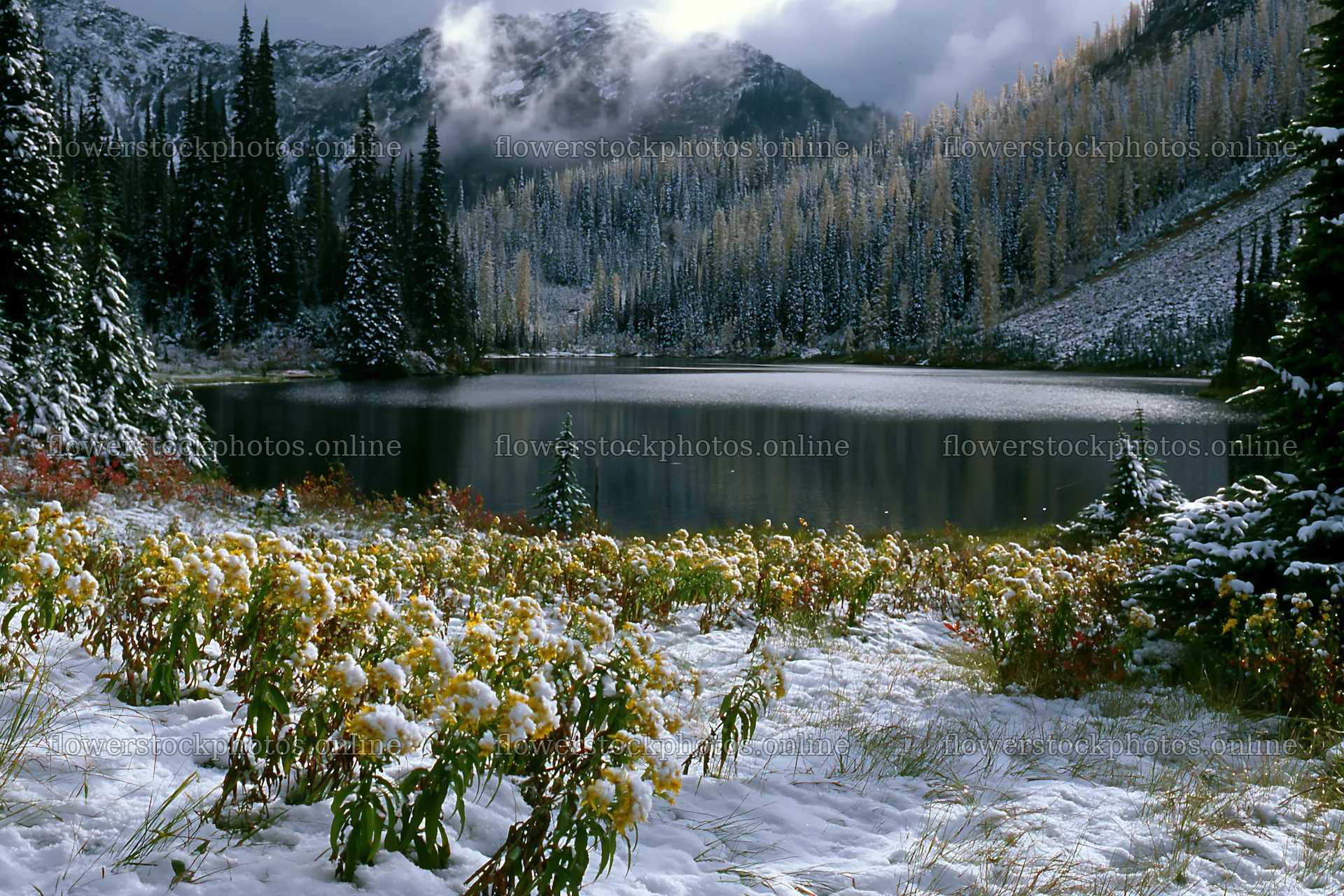 Lakeside meadow after first snowfall in winter mountains – flower stock photos 9722x6480