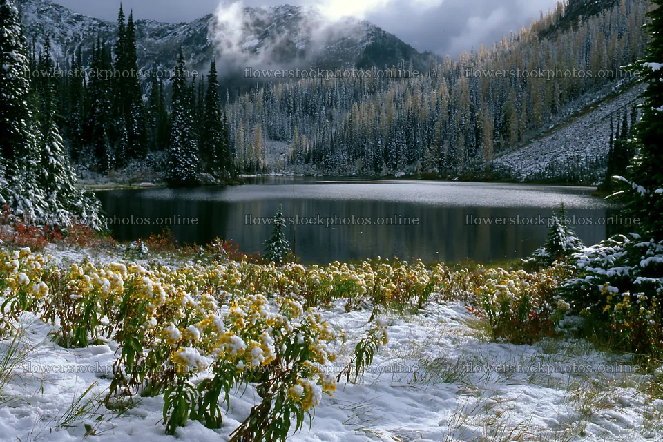Lakeside meadow after first snowfall in winter mountains – flower stock photos 9722x6480