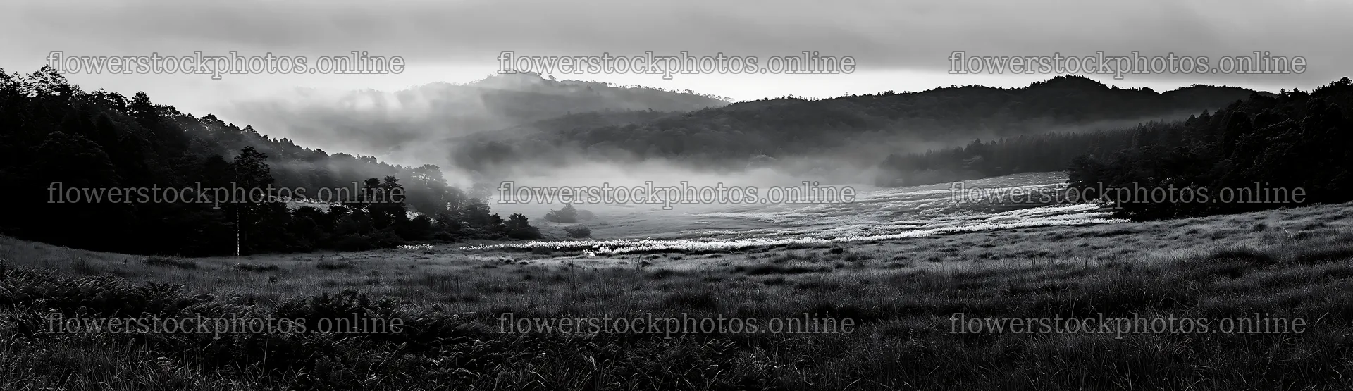 Nara summer meadow with fern foreground in morning light – flower stock photos 14762x4268