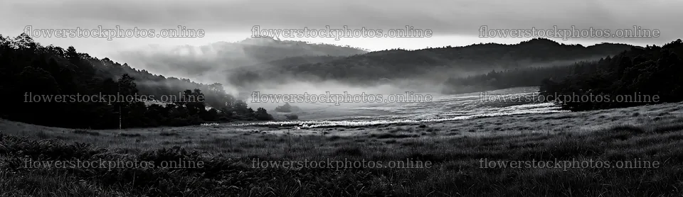 Nara summer meadow with fern foreground in morning light – flower stock photos 14762x4268