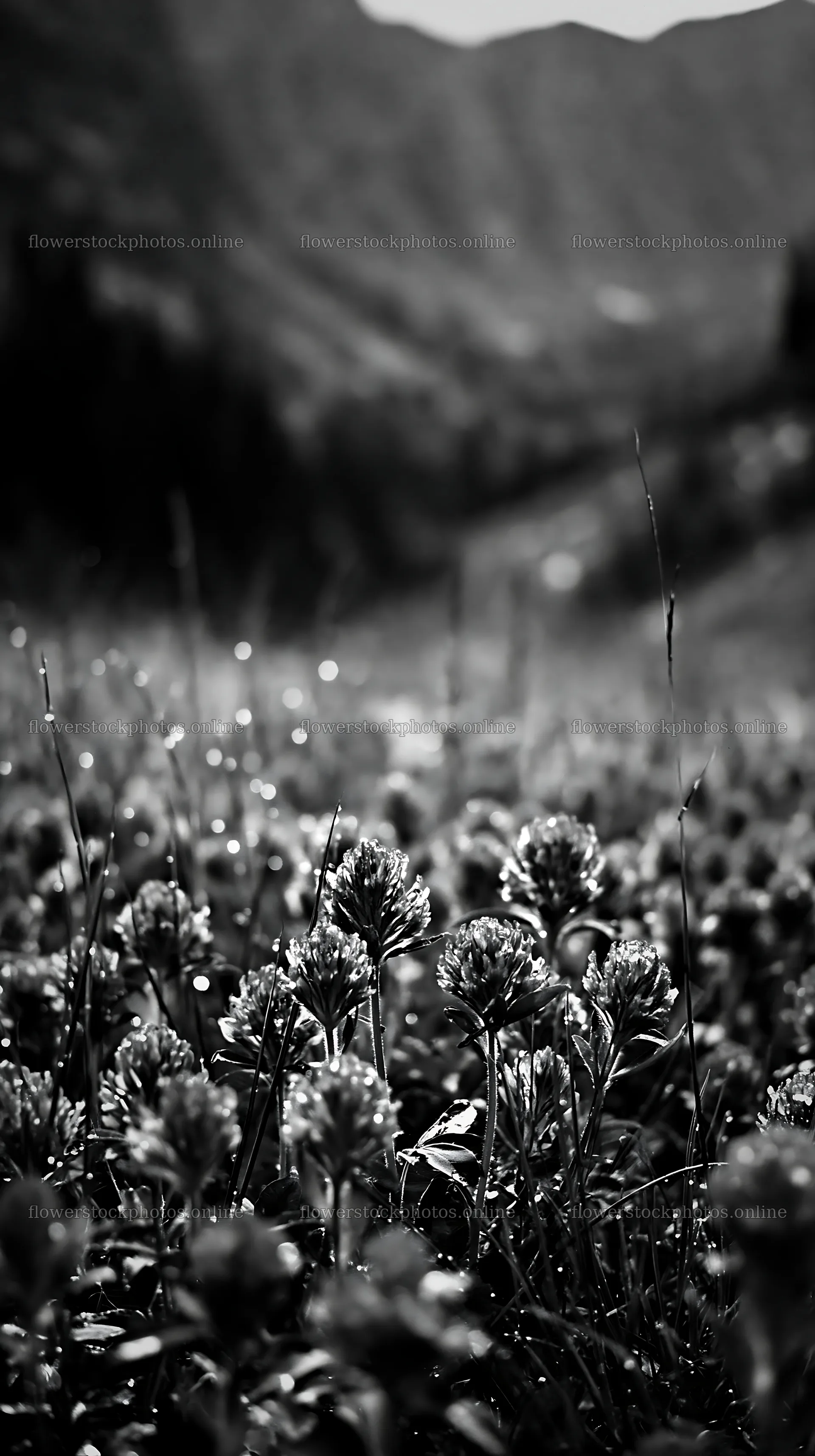 Rainy valley meadow with flowers in a green landscape – flower stock photos 5938x10608