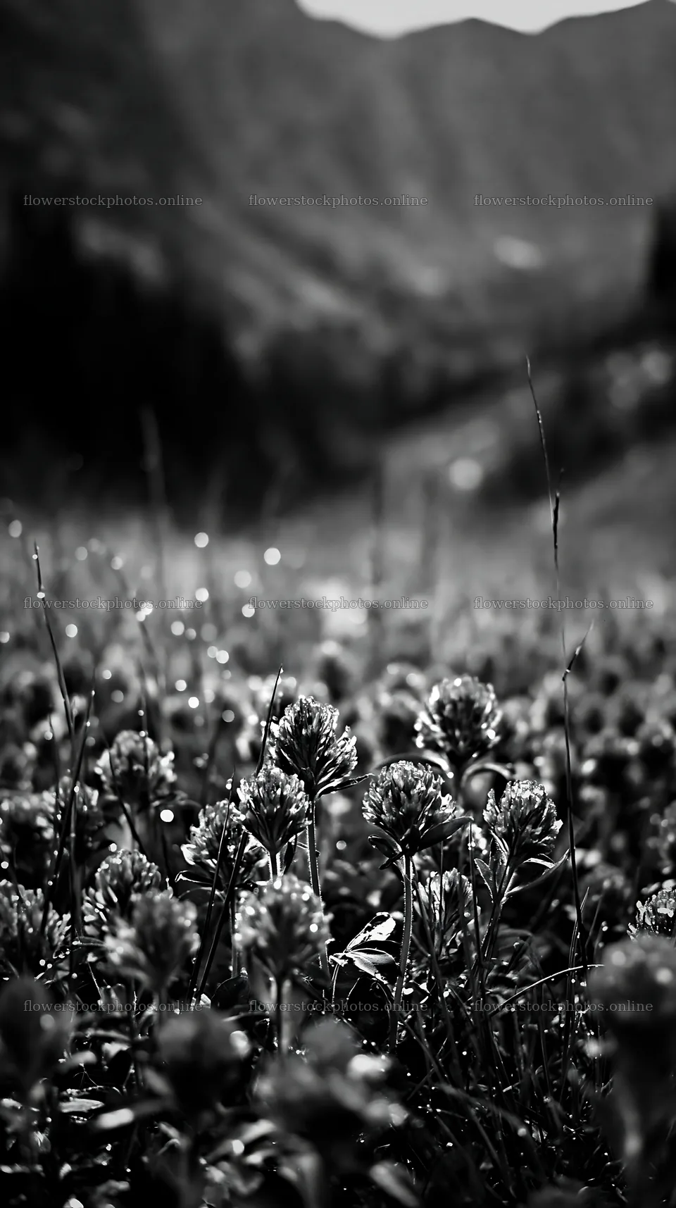 Rainy valley meadow with flowers in a green landscape – flower stock photos 5938x10608