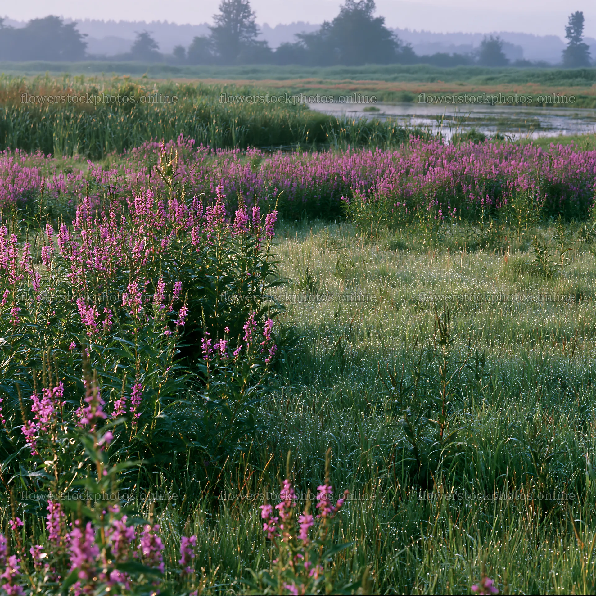 Niigata floodplain restoration meadow dew foreground – flower stock photos 7938x7938