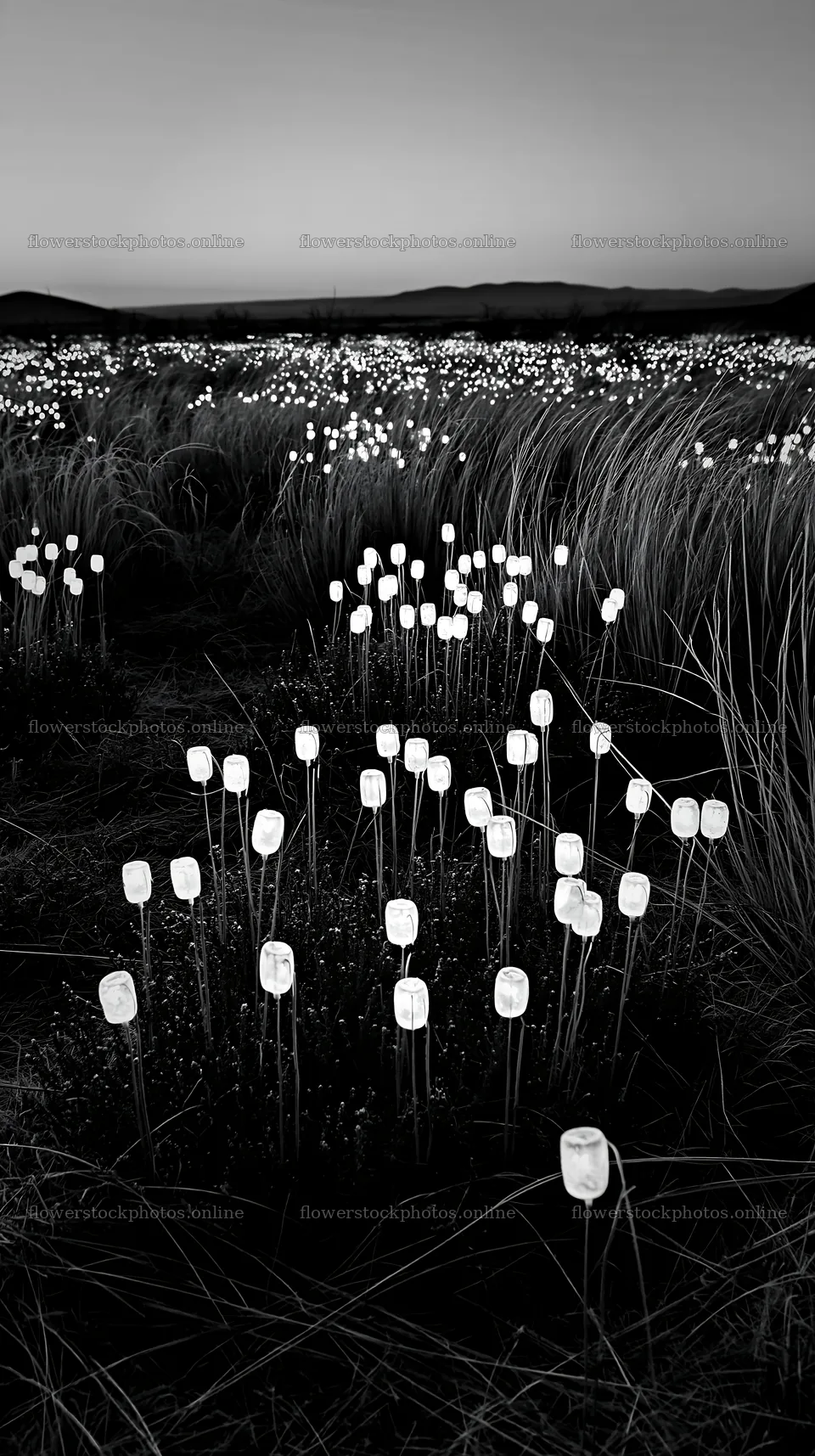 Frost seedheads glow in a vast Christmas meadow at dusk – flower stock photos 5938x10608