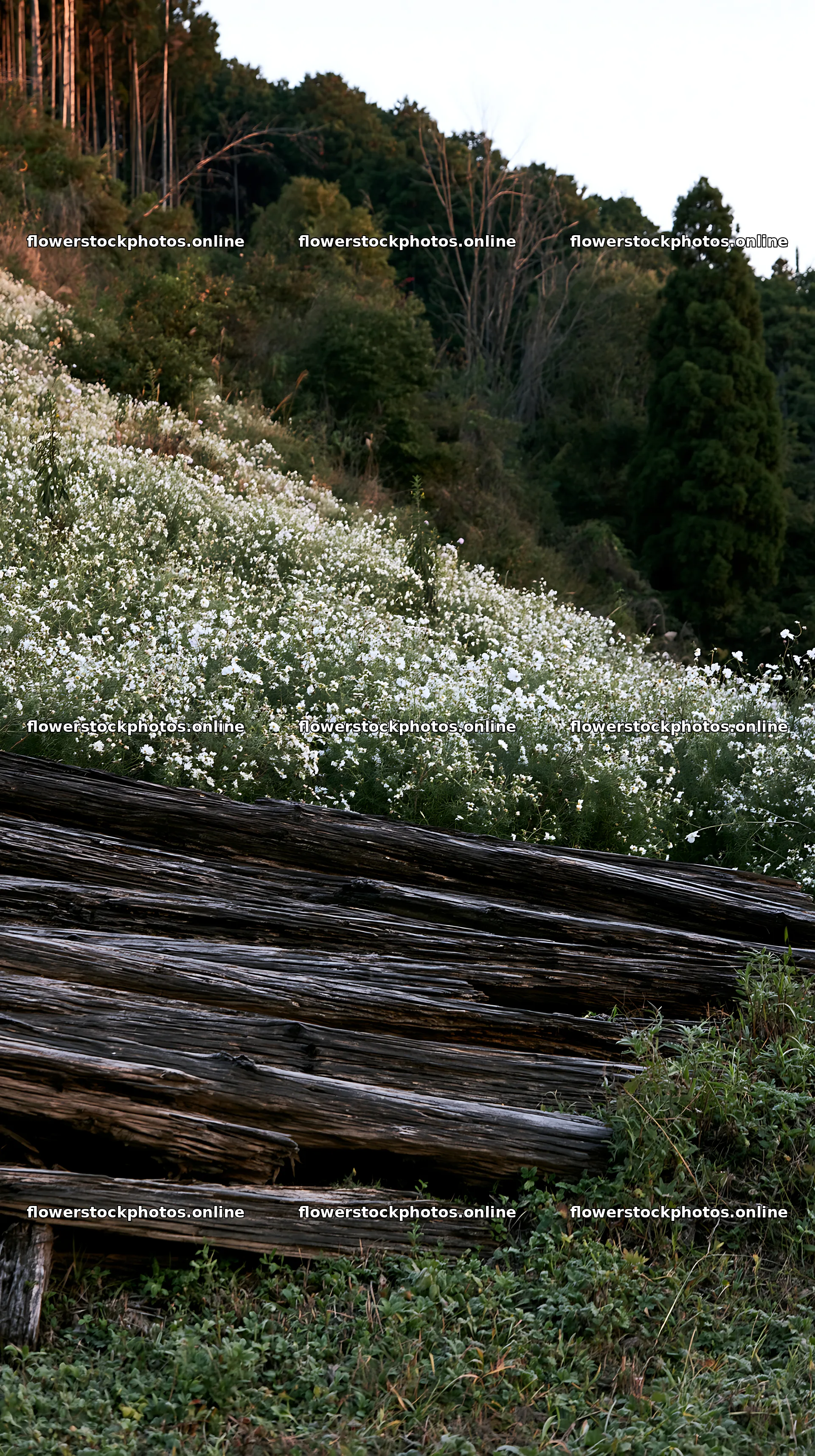 Wakayama autumn meadow weathered wood foreground – flower stock photos 5938x10608