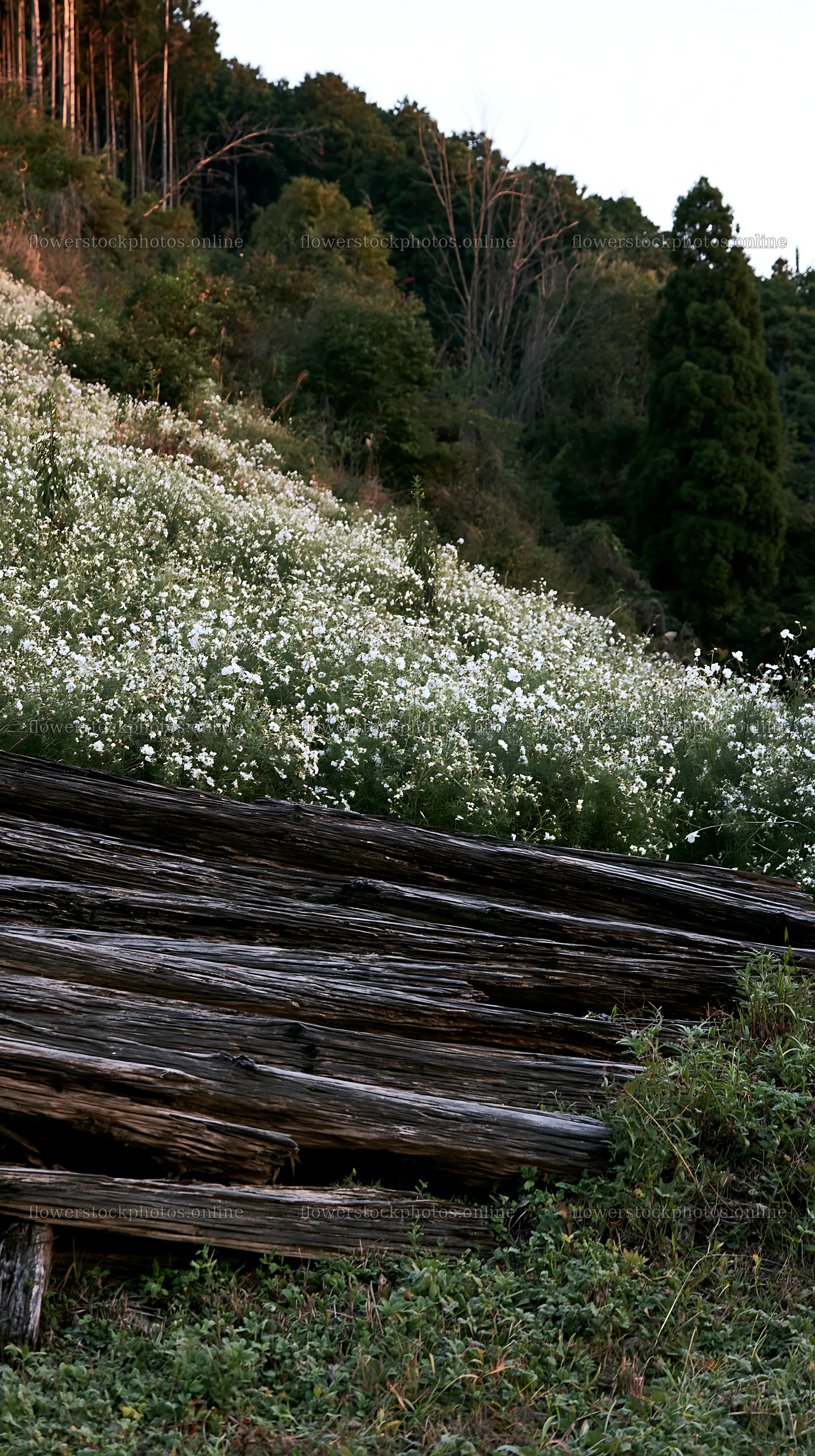 Wakayama autumn meadow weathered wood foreground – flower stock photos 5938x10608
