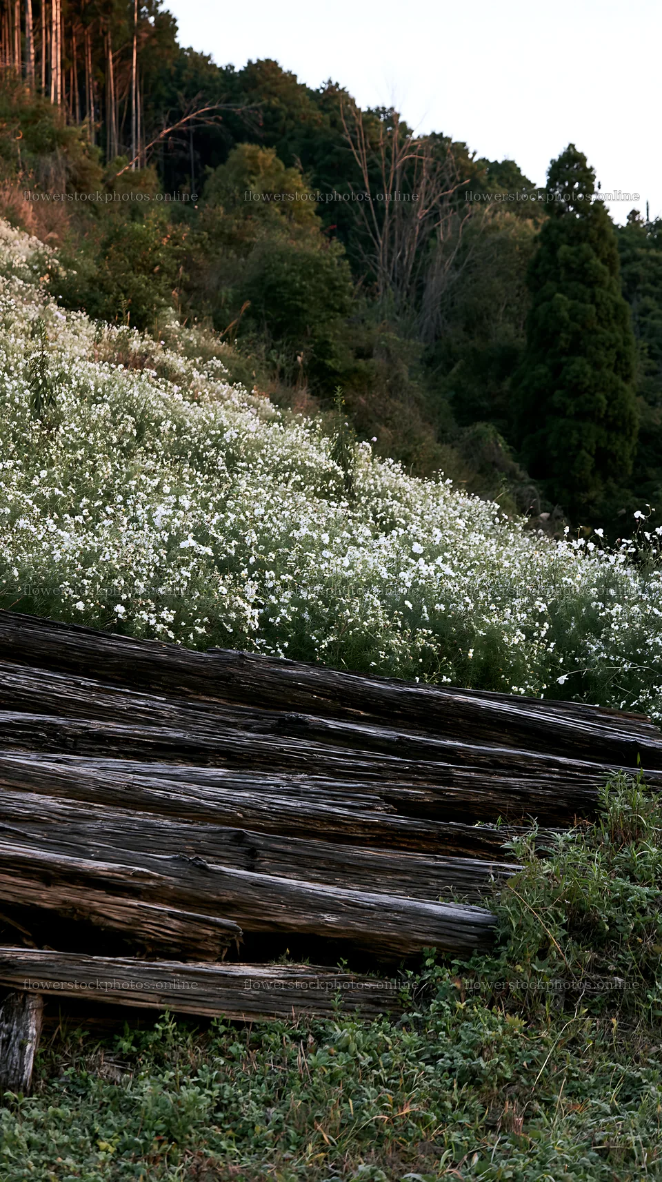 Wakayama autumn meadow weathered wood foreground – flower stock photos 5938x10608
