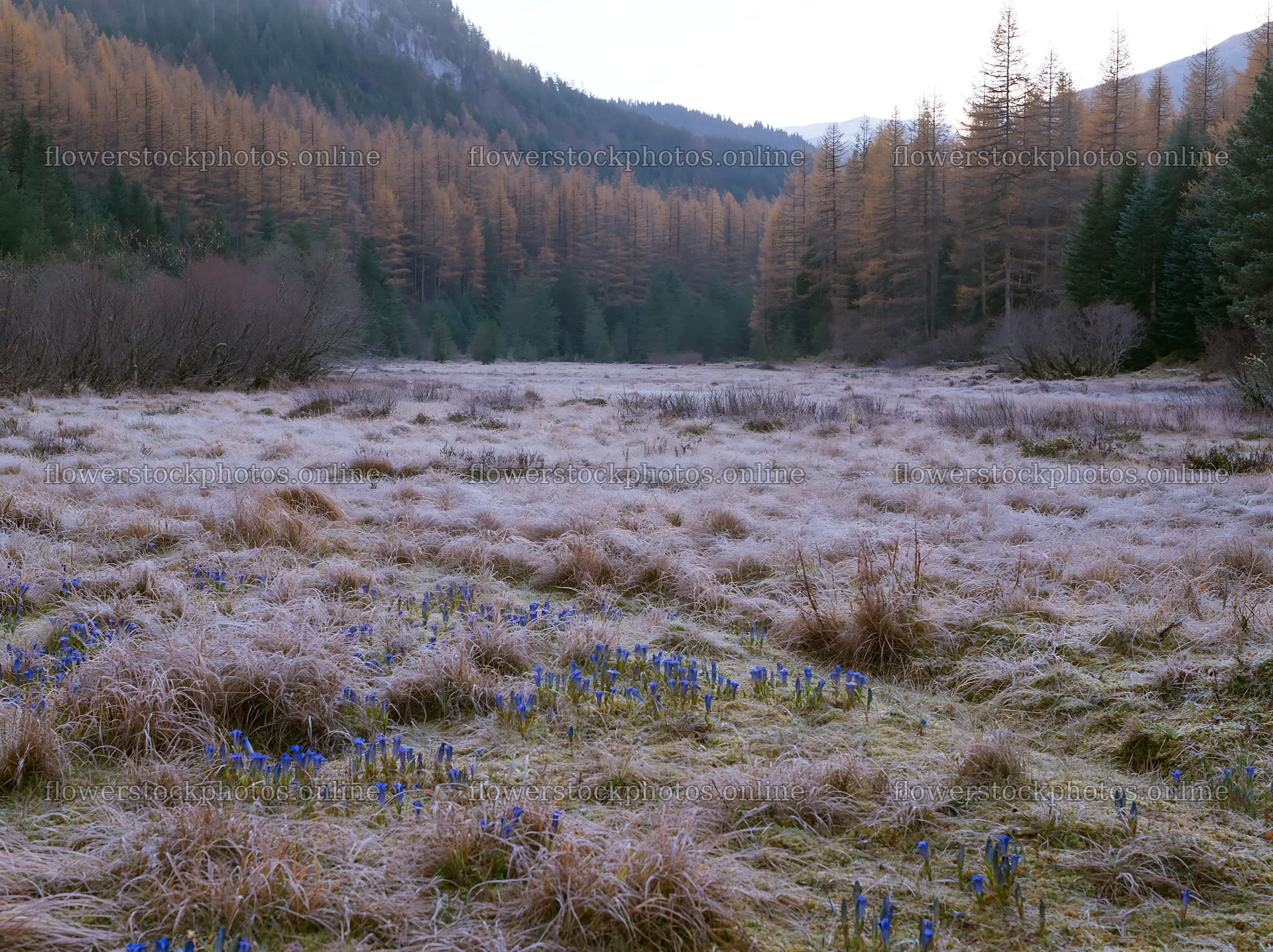 Wooded valley meadow with frosty grass and blooming flowers – flower stock photos 9174x6866