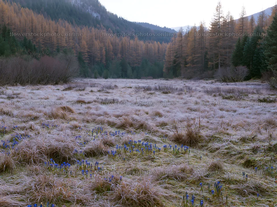 Wooded valley meadow with frosty grass and blooming flowers – flower stock photos 9174x6866