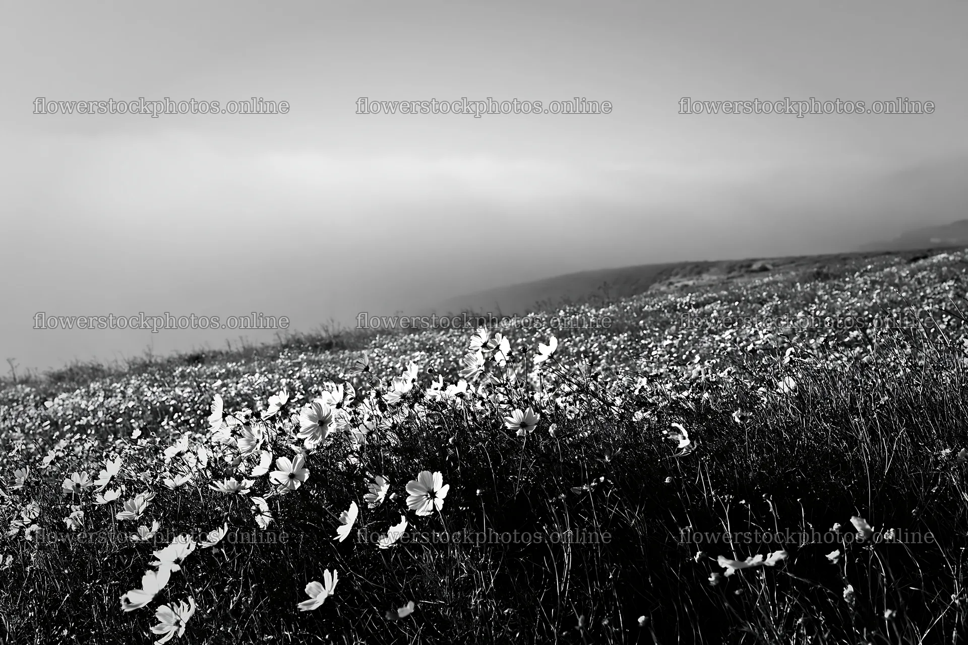 Colorful cosmos meadow filled with blooming flowers – flower stock photos 9722x6480