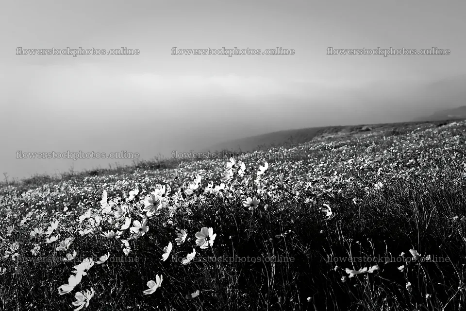 Colorful cosmos meadow filled with blooming flowers – flower stock photos 9722x6480